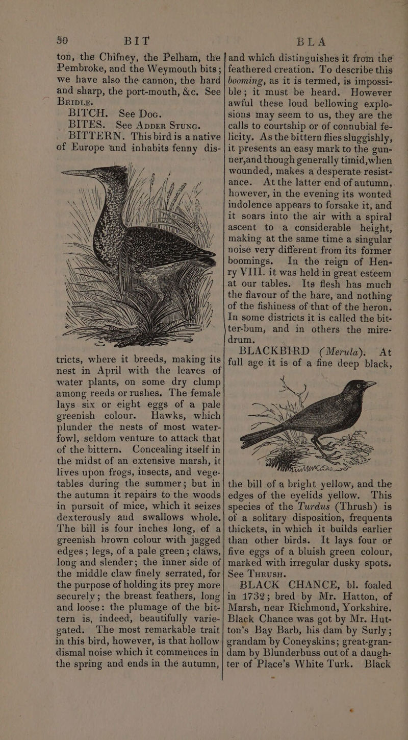 ton, the Chifney, the Pelham, the Pembroke, and the Weymouth bits; we have also the cannon, the hard and sharp, the port-mouth, &amp;c. See Brivis. BITCH. See Dos. BITES. See Apper Srunc. BITTERN. This birdis a native of Europe and inhabits fenny dis- tricts, where it breeds, making its nest in April with the leaves of among reeds orrushes. The female lays six or eight eggs of a pale greenish colour. Hawks, which plunder the nests of most water- fowl, seldom venture to attack that of the bittern. Concealing itself in the midst of an extensive marsh, it lives upon frogs, insects, and vege- the autumn it repairs to the woods in pursuit of mice, which it seizes dexterously aud swallows whole. The bill is four inches long, of a greenish brown colour with jagged edges ; legs, of a pale green; claws, long and slender; the inner side of the middle claw finely serrated, for the purpose of holding its prey more securely; the breast feathers, long and loose: the plumage of the bit- tern is, indeed, beautifully varie- gated. The most remarkable trait in this bird, however, is that hollow dismal noise which it commences in the spring and ends in the autumn, and which distinguishes it from the feathered creation. To describe this booming, as it is termed, is impossi~ ble; it must be heard. However awful these loud bellowing explo- sions may seem to us, they are the calls to courtship or of connubial fe- licity. As the bittern flies sluggishly, it presents an easy mark to the gun- ner,and though generally timid,when wounded, makes a desperate resist- ance. Atthe latter end of autumn,. however, in the evening its wonted indolence appears to forsake it, and it soars into the air with a spiral ascent to a considerable height, making at the same time a singular noise very different from its former boomings. In the reign of Hen- ry VIII. it was held in great esteem at our tables. Its flesh has much the flavour of the hare, and nothing of the fishiness of that of the heron. In some districts it is called the bit- ter-bum, and in others the mire- drum. BLACKBIRD (Merula). At full age it is of a fine deep black, than other birds. It lays four or five eggs of a bluish green colour, marked with irregular dusky spots. See Turusu. BLACK CHANCE, bl. foaled in 1732; bred by Mr. Hatton, of Marsh, near Richmond, Yorkshire. Black Chance was got by Mr. Hut- ton’s Bay Barb, his dam by Surly ; grandam by Coneyskins; great-gran- dam by Blunderbuss out of a daugh- ter of Place’s White Turk. Black