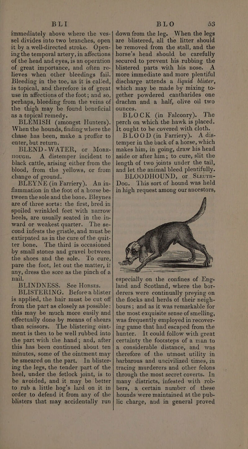 BLI immediately above where the ves- sel divides into two branches, open it by a well-directed stroke. Open- ing the temporal artery, in affections of the head and eyes, is an operation of great importance, and often re- lieves when other bleedings fail. Bleeding in the toe, as it is called, is topical, and therefore is of great use in affections of the foot; and so, perhaps, bleeding from the veins of the thigh may be found beneficial as a topical remedy. BLEMISH (amongst Hunters). When the hounds, finding where the chase has been, make a proffer to enter, but return. BLEND-WATER, or More- moucH. A distemper incident to black cattle, arising either from the blood, from the yellows, or from change of ground. BLEYNE (in Farriery). An in- flammation in the foot of a horse be- tween the sole and the bone. Bleynes are of three sorts: the first, bred in spoiled wrinkled feet with narrow heels, are usually seated in the in- ward or weakest quarter. The se- cond infests the gristle, and must be extirpated as in the cure of the quit- ter bone. The third is occasioned by small stones and gravel between the shoes and the sole. To cure, pare the foot, let out the matter, it any, dress the sore as the pinch of a nail. BLINDNESS. See Horszs. BLISTERING. Beforea blister is applied, the hair must be cut off from the part as closely as possible: this may be much more easily and effectually done by means of shears than scissors. The blistering oint- ment is then to be well rubbed into the part with the hand; and, after this has been continued about ten minutes, some of the ointment may be smeared on the part. In blister- ing the legs, the tender part of the heel, under the fetlock joint, is to be avoided, and it may be better to rub a little hog’s lard on it in order to defend it from any of the blisters that may accidentally run BLO down from the leg. When the legs are blistered, all the litter should be removed from the stall, and the horse’s head should be carefully secured to prevent his rubbing the blistered parts with his nose. A more immediate and more plentiful discharge attends a liquid blister, which may be made by mixing to- gether powdered cantharides one drachm and a half, olive oil two ounces. BLOCK (in Falconry). The perch on which the hawk is placed. It ought to be covered with cloth. BLOOD (in Farriery). A dis- temper in the back of a horse, which makes him, in going, draw his head aside or after him; to cure, slit the length of two joints under the tail, and let the animal bleed plentifully. BLOODHOUND, or Stevutn- Doc. ‘This sort of hound was held in high request among our ancestors, 53 land and Scotland, where the bor- derers. were continually preying on the flocks and herds of their neigh- bours; and as it was remarkable for the most exquisite sense of smelling, was frequently employed in recover- ing game that had escaped from the hunter. It could follow with great certainty the footsteps of a man to a considerable distance, and was therefore of the utmost utility in barbarous and uncivilized times, in tracing murderers and other felons through the most secret coverts. In many districts, infested with rob- bers, a certain number of these hounds were maintained at the pub- lic charge, and in general proved