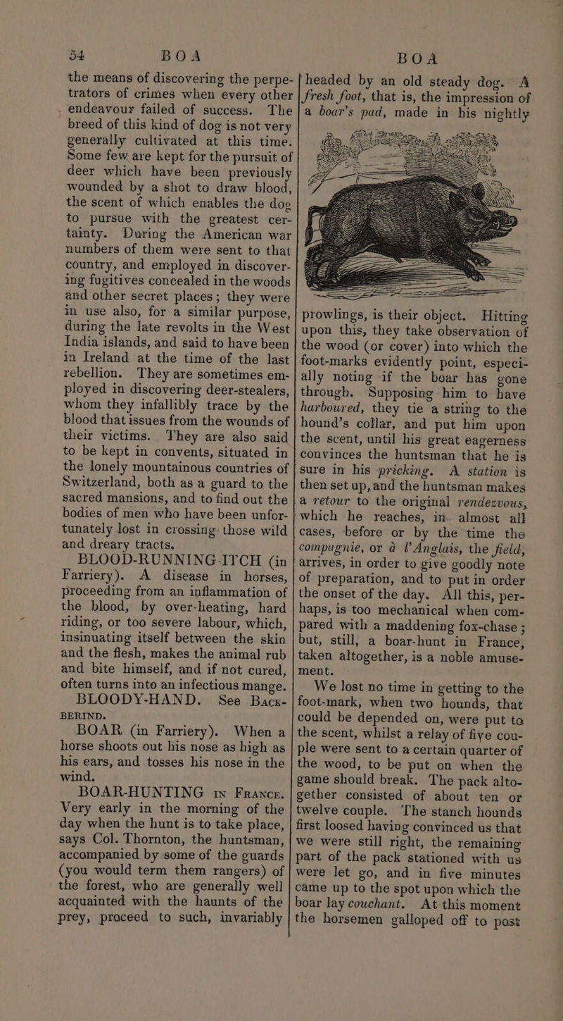 the means of discovering the perpe- trators of crimes when every other . endeavour failed of success. The breed of this kind of dog is not very generally cultivated at this time. Some few are kept for the pursuit of deer which have been previously wounded by a shot to draw blood, the scent of which enables the dog to pursue with the greatest cer- tamty. During the American war numbers of them were sent to that country, and employed in discover- ing fugitives concealed in the woods and other secret places; they were in use also, for a similar purpose, during the late revolts in the West India islands, and said to have been in Ireland at the time of the last rebellion. They are sometimes em- ployed in discovering deer-stealers, whom they infallibly trace by the blood that issues from the wounds of their victims. They are also said to be kept in convents, situated in the lonely mountainous countries of Switzerland, both as a guard to the sacred mansions, and to find out the bodies of men who have been unfor- tunately lost in crossing: those wild and dreary tracts. BLOOD-RUNNING-ITCH (in Farriery). A disease in horses, proceeding from an inflammation of the blood, by over-heating, hard riding, or too severe labour, which, insinuating itself between the skin and the flesh, makes the animal rub and bite himself, and if not cured, often turns into an infectious mange. BLOODY-HAND. See Bacx- BERIND. BOAR (in Farriery). When a horse shoots out his nose as high as his ears, and tosses his nose in the wind, BOAR-HUNTING wm France. Very early in the morning of the day when the hunt is to take place, says Col. Thornton, the huntsman, accompanied by some of the guards (you would term them rangers) of the forest, who are generally well acquainted with the haunts of the prey, praceed to such, invariably headed by an old steady dog. A a bour’s pad, made in his nightly prowlings, is their object. Hitting upon this, they take observation of ally noting if the boar has gone Supposing him to have hound’s collar, and put him upon the scent, until his great eagerness convinces the huntsman that he is sure in his pricking. A station is then set up, and the huntsman makes a retour to the original rendezvous, which he reaches, in almost all cases, before or by the time the arrives, in order to give goodly note of preparation, and to put in order the onset of the day. All this, per- haps, is too mechanical when com- pared with a maddening fox-chase ; but, still, a boar-hunt in France, taken altogether, is a noble amuse- ment. We lost no time in getting to the foot-mark, when two hounds, that could be depended on, were put to the scent, whilst a relay of fiye cou- ple were sent to a certain quarter of the wood, to be put on when the game should break. The pack alto- gether consisted of about ten or twelve couple. ‘The stanch hounds first loosed having convinced us that we were still right, the remaining part of the pack stationed with us were let go, and in five minutes came up to the spot upon which the boar lay couchant. At this moment the horsemen galloped off to past