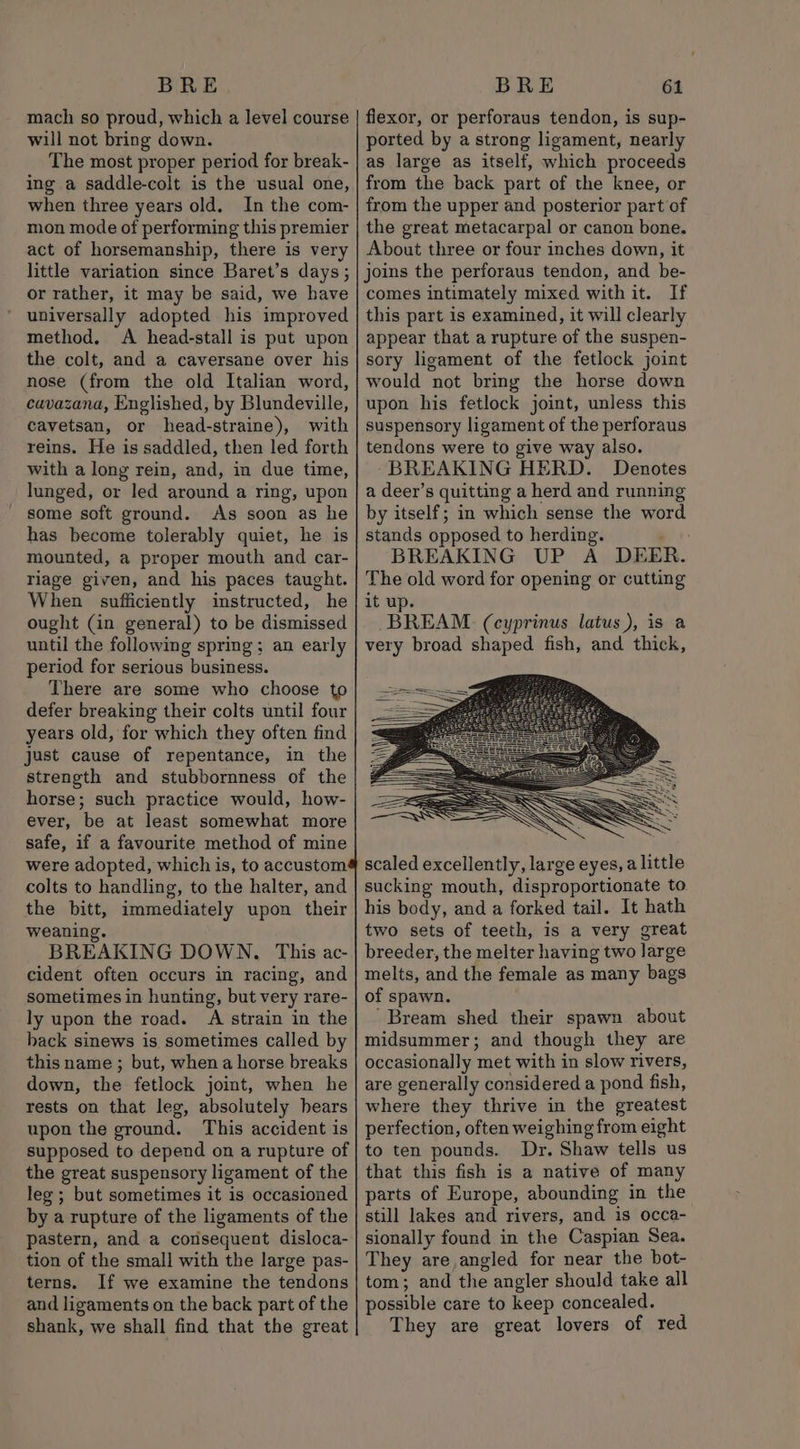 BRE mach so proud, which a level course will not bring down. The most proper period for break- ing a saddle-colt is the usual one, when three years old. In the com- mon mode of performing this premier act of horsemanship, there is very little variation since Baret’s days; or rather, it may be said, we have universally adopted his improved method. A head-stall is put upon the colt, and a caversane over his nose (from the old Italian word, cuvazana, Englished, by Blundeville, cavetsan, or head-straine), with reins. He is saddled, then led forth with a long rein, and, in due time, lunged, or led around a ring, upon some soft ground. As soon as he has become tolerably quiet, he is mounted, a proper mouth and car- riage given, and his paces taught. When sufficiently instructed, he ought (in general) to be dismissed until the following spring; an early period for serious business. There are some who choose to defer breaking their colts until four years old, for which they often find just cause of repentance, in the strength and stubbornness of the horse; such practice would, how- ever, be at least somewhat more safe, if a favourite method of mine were adopted, which is, to accustom colts to handling, to the halter, and the bitt, immediately upon their weaning. BREAKING DOWN. This ac- cident often occurs in racing, and sometimes in hunting, but very rare- ly upon the road. A strain in the hack sinews is sometimes called by this name ; but, when a horse breaks down, the fetlock joint, when he rests on that leg, absolutely bears upon the ground. This accident is supposed to depend on a rupture of the great suspensory ligament of the leg ; but sometimes it is occasioned by a rupture of the ligaments of the pastern, and a consequent disloca- tion of the small with the large pas- terns. If we examine the tendons and ligaments on the back part of the shank, we shall find that the great BRE 61 flexor, or perforaus tendon, is sup- ported by a strong ligament, nearly as large as itself, which proceeds from the back part of the knee, or from the upper and posterior part of the great metacarpal or canon bone. About three or four inches down, it joins the perforaus tendon, and be- comes intimately mixed with it. If this part is examined, it will clearly appear that a rupture of the suspen- sory ligament of the fetlock joint would not bring the horse down upon his fetlock joint, unless this suspensory ligament of the perforaus tendons were to give way also. BREAKING HERD. Denotes a deer’s quitting a herd and running by itself; in which sense the word stands opposed to herding. ; BREAKING UP A DEER. The old word for opening or cutting it up. BREAM. (cyprinus latus), is a very broad shaped fish, and thick, scaled excellently, large eyes, a little sucking mouth, disproportionate to his body, and a forked tail. It hath two sets of teeth, is a very great breeder, the melter having two large melts, and the female as many bags of spawn. ' Bream shed their spawn about midsummer; and though they are occasionally met with in slow rivers, are generally considered a pond fish, where they thrive in the greatest perfection, often weighing from eight to ten pounds. Dr. Shaw tells us that this fish is a native of many parts of Europe, abounding in the still lakes and rivers, and is occa- sionally found in the Caspian Sea. They are,angled for near the bot- tom; and the angler should take all possible care to keep concealed. They are great lovers of red