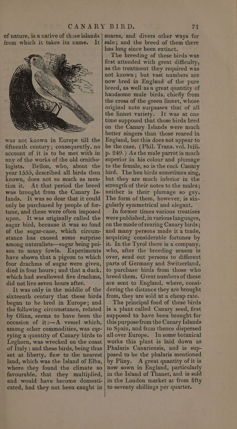 of nature, is a native of those islands from which it takes its name. It was not known in Europe till the fifteenth century; consequently, no account of it is to be met with in any of the works of the old ornitho- logists. Bellon, who, about the year 1555, described all birds then known, does not so much as men- tion it. At that period the breed was brought from the Canary Is- lands. It was so dear that it could only be purchased by people of for- tune, and these were often imposed upon. It was originally called the suvar bird, because it was so fond of the sugar-cane, which circum- stance has caused some surprise among naturalists—sugar being poi- son to many fowls. Experiments have shown that a pigeon to which four drachms of sugar were given, died in four hours; and that a duck, which had swallowed five drachms, did not live seven hours after. It was only in the middle of the sixteenth century that these birds began to be bred in Europe; and the following circumstance, related by Olina, seems to have been the occasion of it:—A vessel which, among other commodities, was car- rying a quantity of Canary birds to Leghorn, was wrecked on the coast of Italy ; and these birds, being thus set at liberty, flew to the nearest land, which was the Island of Elba, where they found the climate so favourable, that they multiplied, and would have become domesti- cated, had they not been caught in vi snares, and divers other ways for sale; and the breed of them there has long since been extinct. The breeding of these birds was first attended with great difficulty, as the treatment they required was not known; but vast numbers are now bred in England of the pure breed, as well asa great quantity of handsome mule birds, chiefly from the cross of the green linnet, whose original note surpasses that of all the linnet variety. It was at one time supposed that those birds bred on the Canary Islands were much better singers than those reared in England, but this does not appear to be the case. (Phil. Trans. vol. Ixiii. p- 249.) As the male parrot is much superior in his colour and plumage to the female, so is the cock Canary bird. The hen birds sometimes sing, but they are much inferior in the . strength of their notes to the males; neither is their plumage so gay. The form of them, however, is sin- gularly symmetrical and elegant. In former times various treatises were published, in various languages, on the mode of rearing Canary birds; and many persons made it a trade, acquiring ‘considerable fortunes by it. In the Tyrol there is a company, who, after the breeding season is over, send out persons to different parts of Germany and Switzerland, to purchase birds from those who breed them, Great numbers of these are sent-to England, where, consi- dering the distance they are brought from, they are sold at a cheap rate. The principal food of these birds is a plant called Canary seed, first supposed to have been brought for this purpose from the Canary Islands to Spain, and from thence dispersed allover Europe. In some botanical works this plant is laid down as Phalaris Canariensis, and is sup- posed to be the phalaris mentioned by Pliny. A great quantity of it is now sown in England, particularly in the Island of Thanet, and is sold in the London market at from fifty to seventy shillings per quarter.