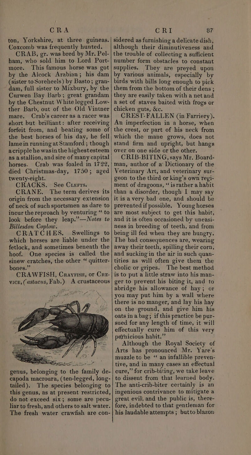 CRA ton, Yorkshire, at three guineas. Coxcomb was frequently hunted. CRAB, gr. was bred by Mr. Pel- ham, who sold him to Lord Port- more. ‘This famous horse was got by the Alcock Arabian; his dam (sister to Soreheels) by Basto; gran- dam, full sister to Mixbury, by the Curwen Bay Barb; great grandam by the Chestnut White legged Low- ther Barb, out of the Old Vintner mare. Crab’s career as a racer was short but brilliant: after receiving forfeit from, and beating some of the best horses of his day, he fell lame in running at Stamford ; though acripple he wasin the highestesteem as a stallion, and sire of many capital horses. Crab was foaled in 1722, died Christmas-day, 1750; aged twenty-eight. CRACKS. See Crerts. CRANE. The term derives its origin from the necessary extension of neck of such sportsmen as dare to incur the reproach by venturing “ to look before they leap.’—Notes to Billesdon Coplow. CRATCHES. - Swellings to which horses are liable under the fetlock, and sometimes beneath the hoof. One species is called the sinew cratches, the other “ quitter- bones.” CRAWFISH, Cravrisn, or Cre- vice, (astacus, Fab.) A crustaceous tailed). The species belonging to this genus, as at present restricted, do not exceed six; some are pecu- lar to fresh, and others to salt water. The fresh water crawfish are con- CRI 87 sidered as furnishing a delicate dish, although their diminutiveness and the trouble of collecting a sufficient number form obstacles to constant supplies. They are preyed upon by various animals, especially by birds with bills long enough to pick them from the bottom of their dens ; they are easily taken with a net and a set of staves baited with frogs or chicken guts, &amp;c. CREST-FALLEN (in Farriery). An imperfection in a horse, when the crest, or part of his neck from which the mane grows, does not stand firm and upright, but hangs over on one side or the other. CRIB-BITING, says Mr, Board- man, author of a Dictionary of the Veterinary Art, and veterinary sur- geon to the third or king’s own regi- ment of dragoons, “ israther a habit than a disorder, though I may say it is a very bad one, and should be preventedif possible. Young horses are most subject to get this habit, and it is often occasioned by uneasi- ness in breeding of teeth, and from being ill fed when they are hungry. The bad consequences are, wearing away their teeth, spilling their corn, and sucking in the air in such quan- tities as will often give them the cholic or gripes. The best method is to put a little straw into his man- ger to prevent his biting it, and to abridge his allowance of hay; or you may put him by a wall where there is no manger, and lay his hay on the ground, and give him his oats ina bag; if this practice be pur- sued for any length of time, it will effectually cure him of this very pérnicious habit.” Although the Royal Society of Arts has pronounced Mr. Yare’s muzzle tc be ‘“ an infallible preven- tive, and in many cases an effectual cure,” for crib-biting, we take leave to dissent from that learned body. The anti-crib-biter certainly is an ingenious contrivance to mitigate a great evil, and the public is, there- fore, indebted to that gentleman for his laudable attempts ; butto blazon
