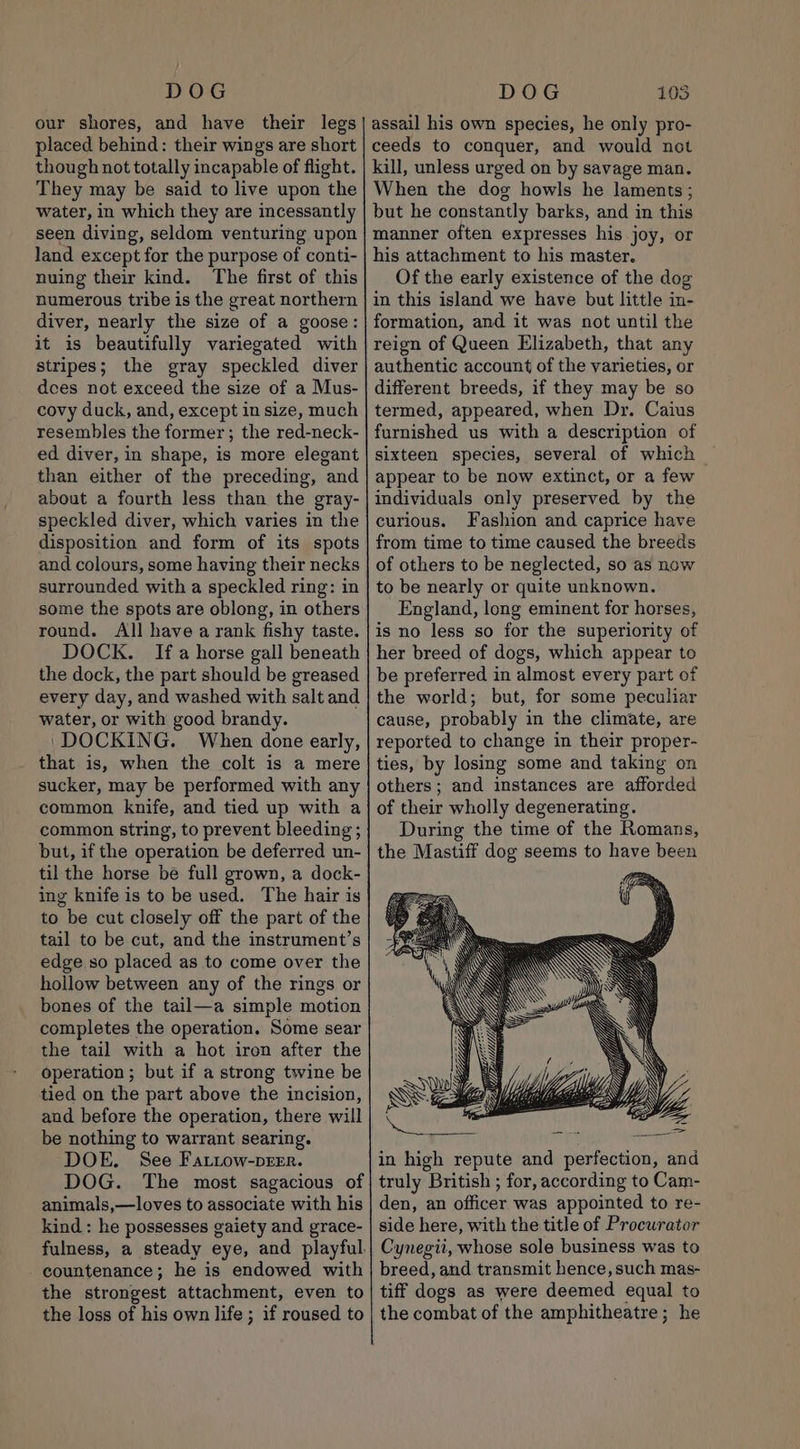 DOG our shores, and have their legs placed behind: their wings are short though not totally incapable of flight. They may be said to live upon the water, in which they are incessantly seen diving, seldom venturing upon land except for the purpose of conti- nuing their kind. The first of this numerous tribe is the great northern diver, nearly the size of a goose: it is beautifully variegated with stripes; the gray speckled diver dces not exceed the size of a Mus- covy duck, and, except in size, much resembles the former; the red-neck- ed diver, in shape, is more elegant than either of the preceding, and about a fourth less than the gray- speckled diver, which varies in the disposition and form of its spots and colours, some having their necks surrounded with a speckled ring: in some the spots are oblong, in others round. All have a rank fishy taste. DOCK. If a horse gall beneath the dock, the part should be greased every day, and washed with salt and water, or with good brandy. DOCKING. When done early, that is, when the colt is a mere sucker, may be performed with any common knife, and tied up with a common string, to prevent bleeding ; but, if the operation be deferred un- til the horse be full grown, a dock- ing knife is to be used. The hair is to be cut closely off the part of the tail to be cut, and the instrument’s edge so placed as to come over the hollow between any of the rings or bones of the tail—a simple motion completes the operation. Some sear the tail with a hot iron after the operation ; but if a strong twine be tied on the part above the incision, and before the operation, there will be nothing to warrant searing. DOE. See Fattow-perr. DOG. The most sagacious of animals,—loves to associate with his kind : he possesses gaiety and grace- fulness, a steady eye, and playful. countenance; he is endowed with the strongest attachment, even to the loss of his own life ; if roused to DOG 103 assail his own species, he only pro- ceeds to conquer, and would not kill, unless urged on by savage man. When the dog howls he laments; but he constantly barks, and in this manner often expresses his joy, or his attachment to his master. Of the early existence of the dog in this island we have but little in- formation, and it was not until the reign of Queen Elizabeth, that any authentic account of the varieties, or different breeds, if they may be so termed, appeared, when Dr. Caius furnished us with a description of sixteen species, several of which — appear to be now extinct, or a few individuals only preserved by the curious. Fashion and caprice have from time to time caused the breeds of others to be neglected, so as now to be nearly or quite unknown. England, long eminent for horses, is no less so for the superiority of her breed of dogs, which appear to be preferred in almost every part of the world; but, for some peculiar cause, probably in the climate, are reported to change in their proper- ties, by losing some and taking on others; and instances are afforded of their wholly degenerating. During the time of the Romans, the Mastiff dog seems to have been in high repute and perfection, and truly British ; for, according to Cam- den, an officer was appointed to re- side here, with the title of Procurator Cynegii, whose sole business was to breed, and transmit hence, such mas- tiff dogs as were deemed equal to the combat of the amphitheatre; he
