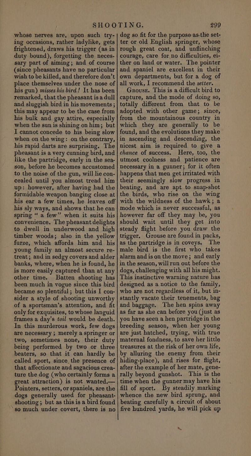 whose nerves are, upon such try- ing occasions, rather ladylike, gets frightened, draws his trigger (as in duty bound), forgetting the neces- sary part of aiming; and of course since pheasants have no particular wish to be killed, and therefore don’t place themselves under the nose of his gun) misses his bird! It has been remarked, that the pheasant is a dull and sluggish bird in his movements ; this may appear to be the case from his bulk and gay attire, especially when the sun is shining on him; but I cannot concede to his being slow when on the wing: on the contrary, his rapid darts are surprising. The pheasant is a very cunning bird, and like the partridge, early in the sea- son, before he becomes accustomed to the noise of the gun, will lie con- cealed until you almost tread him up: however, after having had the formidable weapon banging close at his ear a few times, he leaves off his sly ways, and shows that he can spring “ a few” when it suits his convenience. The pheasant delights to dwell in underwood and high timber woods; also in the yellow furze, which affords him and his young family an almost secure re- treat ; and in sedgy covers and alder banks, where, when he is found, he is more easily captured than at any other time. Batten shooting has been much in vogue since this bird became so plentiful ; but this I con- sider a style of shooting unworthy of a sportsman’s attention, and fit only for exquisites, to whose languid frames a day’s toil would be death. In this murderous work, few dogs are necessary ; merely a springer or two, sometimes none, their duty being performed by two or three beaters, so that it can hardly be called sport, since_the presence of that affectionate and sagacious crea- ture the dog (who certainly forms a. great attraction) is not wanted.— Pointers, setters, or spaniels, are the dogs generally used for pheasant- shooting; but as this is a bird found ‘so much under covert, there is no 299 dog so fit for the purpose:as-the set- ter or old English springer, whose rough great coat, and unflinching courage, care for no difficulties, ei- ther on land or water. The pointer and spaniel are excellent in their own departments, but for a dog of all work, I recommend the setter. Grouse. This is a difficult bird to capture, and the mode of doing so, totally different from that to be adopted with other game; since, from the mountainous country in which they are generally to be found, and the evolutions they make in ascending and descending, the nicest aim is required to give a chance of success. Here, too, the utmost coolness and patience are necessary in a gunner; for it often happens that men get irritated with their seemingly slow progress in beating, and are apt to snap-shot the birds, who rise on the wing with the wildness of the hawk; a mode which is never successful, as however far off they may be, you should wait until they get into steady flight before you draw the trigger. Grouse are found in packs, as the partridge is in coveys, The male bird is the first who takes alarm and ison the move; and early in the season, will run out before the dogs, challenging with all his might. This instinctive warning nature has designed as a notice to the family, who are not regardless of it, but in- stantly vacate their tenements, bag and baggage. The hen spins away as far as she can before you (just as you have seen a hen partridge in the breeding season, when her young are just hatched, trying, with true maternal fondness, to save her little treasures at the risk of her own life, by alluring the enemy from their hiding-place), and rises for flight, after the example of her mate, gene- rally beyond gunshot. This is the time when the gunner may have his fill of sport. By steadily marking whence the new bird sprung, and beating carefully a circuit of about five hundred yards, he will pick up