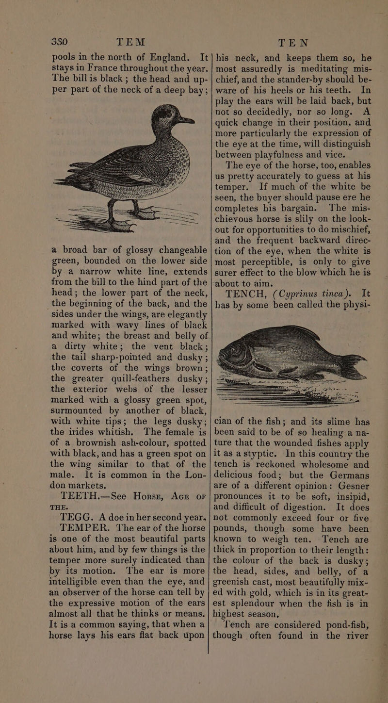 pools in the north of England. It stays in France throughout the year. The bill is black ; the head and up- per part of the neck of a deep bay; a broad bar of glossy changeable green, bounded on the lower side by a narrow white line, extends from the bill to the hind part of the head; the lower part of the neck, _the beginning of the back, and the sides under the wings, are elegantly marked with wavy lines of black and white; the breast and belly of a dirty white; the vent black; the tail sharp-pointed and dusky ; the coverts of the wings brown; the greater quill-feathers dusky ; the exterior webs of the lesser marked with a glossy green spot, surmounted by another of black, with white tips; the legs dusky; the irides whitish. The female is of a brownish ash-colour, spotted with black, and has a green spot on the wing similar to that of the male. lt is common in the Lon- don markets, TEETH.—See Horst, AcE or THE. TEGG. A doe in her second year. TEMPER. The ear of the horse is one of the most beautiful parts about him, and by few things is the temper more surely indicated than by its motion. The ear is more intelligible even than the eye, and an observer of the horse can tell by the expressive motion of the ears almost all that he thinks or means. It is a common saying, that when a horse lays his ears flat back upon his neck, and keeps them so, he most assuredly is meditating mis- chief, and the stander-by should be- ware of his heels or his teeth. In play the ears will be laid back, but not so decidedly, nor so long. A quick change in their position, and more particularly the expression of the eye at the time, will distinguish between playfulness and vice. The eye of the horse, too, enables us pretty accurately to guess at his temper. If much of the white be seen, the buyer should pause ere he completes his bargain. The mis- chievous horse is slily on the look- out for opportunities to do mischief, and the frequent backward direc- tion of the eye, when the white is most perceptible, is only to give surer effect to the blow which he is about to aim. TENCH, (Cyprinus tinca). It has by some been called the physi- cian of the fish; and its slime has been said to be of so healing a na- ture that the wounded fishes apply itas astyptic. In this country the tench is reckoned wholesome and delicious food; but the Germans are of a different opinion: Gesner pronounces it to be soft, insipid, and difficult of digestion. It does not commonly exceed four or five pounds, though some have been known to weigh ten. Tench are thick in proportion to their length: the colour of the back is dusky; the head, sides, and belly, of a greenish cast, most beautifully mix- ed with gold, which is in its great- est splendour when the fish is in highest season, Tench are considered pond-fisb, though often found in the river