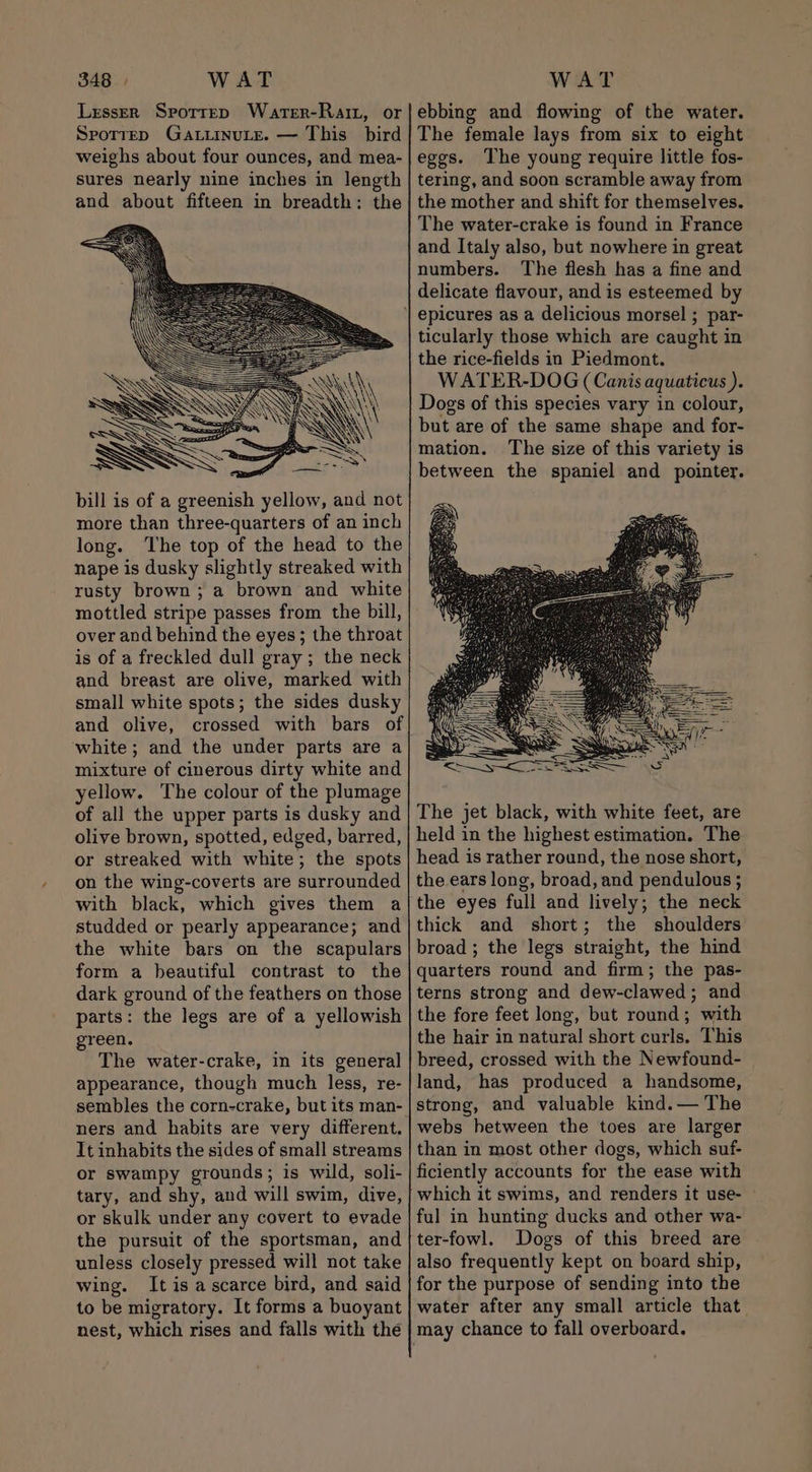 Lesser Sporrep Warter-Rait, or Spotrep Ga.iinuLe. — This bird weighs about four ounces, and mea- sures nearly nine inches in length and about fifteen in breadth: the bill is of a greenish yellow, and not more than three-quarters of an inch long. The top of the head to the nape is dusky slightly streaked with rusty brown ; a brown and white mottled stripe passes from the bill, over and behind the eyes; the throat is of a freckled dull gray ; the neck and breast are olive, marked with small white spots; the sides dusky and olive, crossed with bars of white; and the under parts are a mixture of cinerous dirty white and yellow. The colour of the plumage of all the upper parts is dusky and olive brown, spotted, edged, barred, or streaked with white; the spots on the wing-coverts are surrounded with black, which gives them a studded or pearly appearance; and the white bars on the scapulars form a beautiful contrast to the dark ground of the feathers on those parts: the legs are of a yellowish green. The water-crake, in its general appearance, though much less, re- sembles the corn-crake, but its man- ners and habits are very different. Tt inhabits the sides of small streams or swampy grounds ; is wild, soli- tary, and shy, and will swim, dive, or skulk under any covert to evade the pursuit of the sportsman, and unless closely pressed will not take wing. It is a scarce bird, and said to be migratory. It forms a buoyant nest, which rises and falls with thé ebbing and flowing of the water. The female lays from six to eight eggs. The young require little fos- tering, and soon scramble away from the mother and shift for themselves. The water-crake is found in France and Italy also, but nowhere in great numbers. The flesh has a fine and delicate flavour, and is esteemed by ticularly those which are caught in the rice-fields in Piedmont. WATER-DOG (Canis aquaticus ). Dogs of this species vary in colour, but are of the same shape and for- mation. The size of this variety is between the spaniel and pointer. The jet black, with white feet, are held in the highest estimation. The head is rather round, the nose short, the ears long, broad, and pendulous ; the eyes full and lively; the neck thick and short; the shoulders broad ; the legs straight, the hind quarters round and firm; the pas- terns strong and dew-clawed; and the fore feet long, but round; with the hair in natural short curls. This breed, crossed with the Newfound- land, has produced a handsome, strong, and valuable kind. — The webs hetween the toes are larger than in most other dogs, which suf- ficiently accounts for the ease with which it swims, and renders it use- ful in hunting ducks and other wa- ter-fowl. Dogs of this breed are also frequently kept on board ship, for the purpose of sending into the water after any small article that