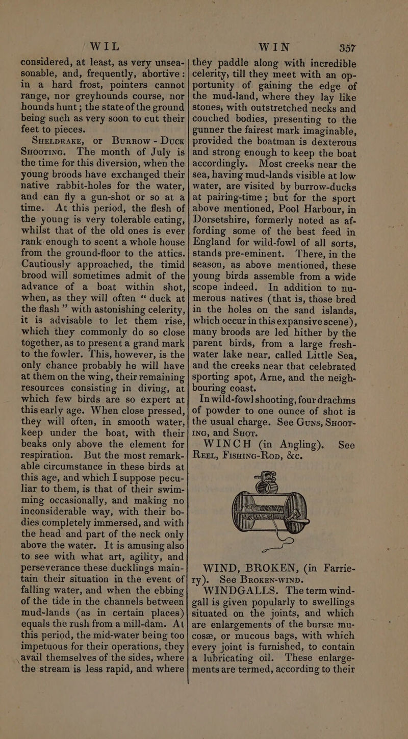 considered, at least, as very unsea- sonable, and, frequently, abortive: in a hard frost, pointers cannot range, nor greyhounds course, nor hounds hunt ; the state of the ground being such as very soon to cut their feet to pieces. SHELDRAKE, or Burrow - Duck SHootinc. The month of July is the time for this diversion, when the young broods have exchanged their native rabbit-holes for the water, and can fly a gun-shot or so at a time. At this period, the flesh of the young is very tolerable eating, whilst that of the old ones is ever rank enough to scent a whole house from the ground-floor to the attics. Cautiously approached, the timid brood will sometimes admit of the advance of a boat within shot, when, as they will often “ duck at the flash ” with astonishing celerity, it is advisable to let them rise, which they commonly do so close together, as to present a grand mark to the fowler. This, however, is the only chance probably he will have at them on the wing, their remaining resources consisting in diving, at which few birds are so expert at this early age. When close pressed, they will often, in smooth water, keep under the boat, with their beaks only above the element for respiration. But the most remark- able circumstance in these birds at this age, and which I suppose pecu- liar to them, is that of their swim- ming occasionally, and making no inconsiderable way, with their bo- dies completely immersed, and with the head and part of the neck only above the water. It is amusing also to see with what art, agility, and perseverance these ducklings main- tain their situation in the event of falling water, and when the ebbing of the tide in the channels between mud-lands (as in certain places) equals the rush from a mill-dam. At this period, the mid-water being too impetuous for their operations, they avail themselves of the sides, where the stream is less rapid, and where they paddle along with incredible celerity, till they meet with an op- portunity of gaining the edge of the mud-land, where they lay like stones, with outstretched necks and couched bodies, presenting to the gunner the fairest mark imaginable, provided the boatman is dexterous and strong enough to keep the boat accordingly. Most creeks near the sea, having mud-lands visible at low water, are visited by burrow-ducks at pairing-time ; but for the sport above mentioned, Pool Harbour, in Dorsetshire, formerly noted as af- fording some of the best feed in England for wild-fowl of all sorts, stands pre-eminent. There, in the season, as above mentioned, these young birds assemble from a wide scope indeed. In addition to nu- merous natives (that is, those bred in the holes on the sand islands, which occur in this expansive scene), many broods are led hither by the parent birds, from a large fresh- water lake near, called Little Sea, and the creeks near that celebrated sporting spot, Arne, and the neigh- bouring coast. In wild-fow] shooting, four drachms of powder to one ounce of shot is the usual charge. See Guns, Suoor- ING, and Suot. WINCH (in Angling), Reet, Fisutnc-Rop, &amp;c. See AUTEN | | WIND, BROKEN, (in Farrie- ty). See Broxen-winp. WINDGALLS. The term wind- gall is given popularly to swellings Situated on the joints, and which are enlargements of the burse mu- cose, or mucous bags, with which every joint is furnished, to contain a lubricating oil. These enlarge- ments are termed, according to their