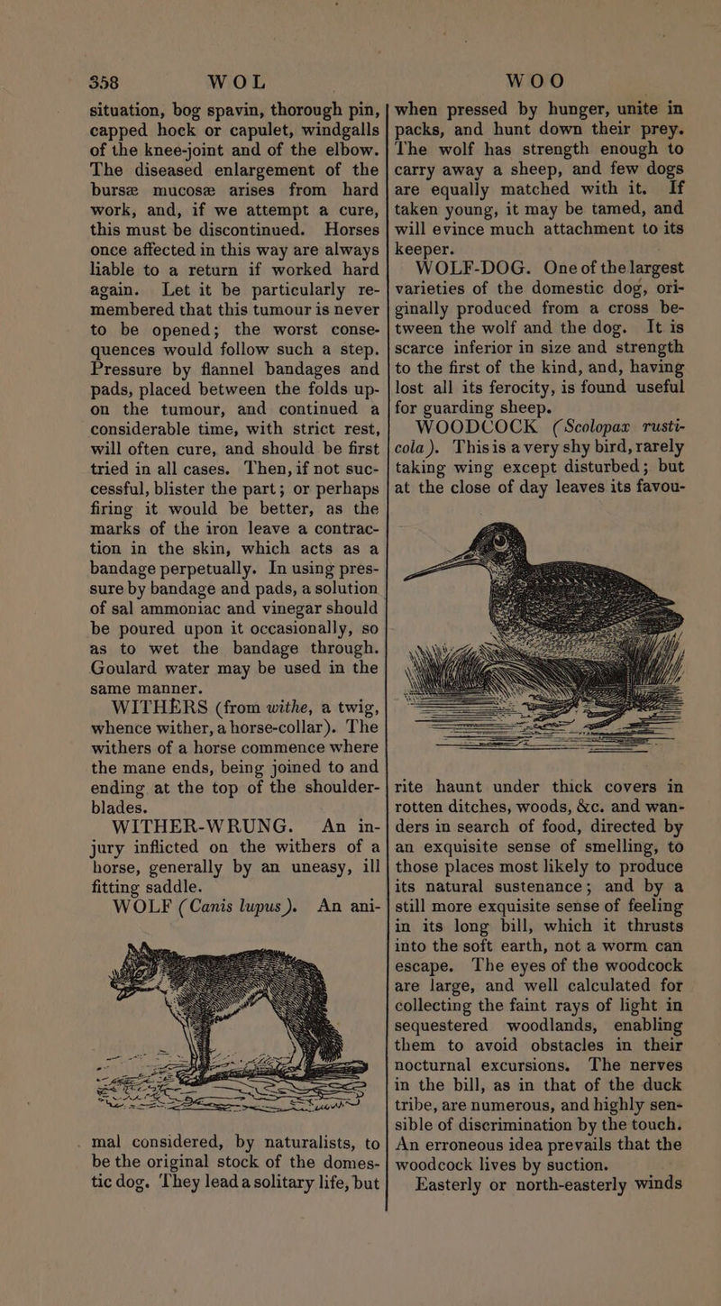 situation, bog spavin, thorough pin, capped hock or capulet, windgalls of the knee-joint and of the elbow. The diseased enlargement of the burse mucose arises from hard work, and, if we attempt a cure, this must be discontinued. Horses once affected in this way are always liable to a return if worked hard again. Let it be particularly re- membered that this tumour is never to be opened; the worst conse- quences would follow such a step. Pressure by flannel bandages and pads, placed between the folds up- on the tumour, and continued a considerable time, with strict rest, will often cure, and should be first tried in all cases. Then, if not suc- cessful, blister the part; or perhaps firing it would be better, as the marks of the iron leave a contrac- tion in the skin, which acts as a bandage perpetually. In using pres- sure by bandage and pads, a solution of sal ammoniac and vinegar should be poured upon it occasionally, so as to wet the bandage through. Goulard water may be used in the same manner. WITHERS (from withe, a twig, whence wither, a horse-collar). The withers of a horse commence where the mane ends, being joined to and ending at the top of the shoulder- blades. WITHER-WRUNG. An in- jury inflicted on the withers of a horse, generally by an uneasy, ill fitting saddle. WOLF (Canis lupus). An ani- . mal considered, by naturalists, to be the original stock of the domes- tic dog. ‘They leada solitary life, but when pressed by hunger, unite in packs, and hunt down their prey. The wolf has strength enough to carry away a sheep, and few dogs are equally matched with it. If taken young, it may be tamed, and will evince much attachment to its keeper. WOLF-DOG. One of thelargest varieties of the domestic dog, ori- ginally produced from a cross be- tween the wolf and the dog. It is scarce inferior in size and strength to the first of the kind, and, having lost all its ferocity, is found useful for guarding sheep. WOODCOCK (Scolopax rusti- cola). Thisis avery shy bird, rarely taking wing except disturbed; but at the close of day leaves its favou- rite haunt under thick covers in rotten ditches, woods, &amp;c. and wan- ders in search of food, directed by an exquisite sense of smelling, to those places most likely to produce its natural sustenance; and by a still more exquisite sense of feeling in its long bill, which it thrusts into the soft earth, not a worm can escape. The eyes of the woodcock are large, and well calculated for collecting the faint rays of light in sequestered woodlands, enabling them to avoid obstacles in their nocturnal excursions. The nerves in the bill, as in that of the duck tribe, are numerous, and highly sen- sible of discrimination by the touch. An erroneous idea prevails that the woodcock lives by suction. Easterly or north-easterly winds