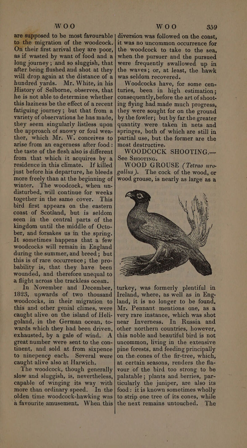 are supposed to be most favourable to the migration of the woodcock. On their first arrival they are poor, as if wasted by want of food and a long journey ; and so sluggish, that after being flushed and shot at they will drop again at the distance of a hundred yards. Mr. White, in his History of Selborne, observes, that he is not able to determine whether this laziness be the effect of a recent fatiguing journey; but that from a variety of observations he has made, they seem singularly listless upon the approach of snowy or foul wea- ther, which Mr. W. conceives to arise from an eagerness after food: the taste of the flesh also is different from that which it acquires by a residence in this climate. If killed just before his departure, he bleeds more freely than at the beginning of winter. The woodcock, when un- disturbed, will continue for weeks together in the same cover. This bird first appears on the eastern coast of Scotland, but is seldom seen in the central parts of the kingdom until the middle of Octo- ber, and forsakes us in the spring. It sometimes happens that a few woodcocks will remain in England during the summer, and breed; but this is of rare occurrence; the pro- bability is, that they have been wounded, and therefore unequal to a flight across the trackless ocean. In November and December, 1823, upwards of two thousand woodcocks, in their migration to this and other genial climes, were caught alive on the island of Heli- goland, in the German ocean, to- wards which they had been driven, exhausted, by a gale of wind. A great number were: sent to the con- tinent, and sold at from sixpence to ninepence each. Several were caught alive also at Harwich. The woodcock, though generally slow and sluggish, is, nevertheless, capable of winging its way with more than ordinary speed. In the olden time woodcock-hawking was a favourite amusement. When this diversion was followed on the coast, it was no uncommon occurrence for the woodcock to take to the sea, when the pursuer and the pursued were frequently swallowed up in the waves; or, at least, the hawk was seldom recovered. Woodcocks have, for some cen- turies, been in high estimation; consequently, before the art of shoot- ing flying had made much progress, they were sought for on the ground by the fowler; but by far the greater quantity were taken in nets and springes, both of which are still in partial use, but the former are the most destructive. WOODCOCK SHOOTING.— See Suoorina. WOOD GROUSE (Tetrao uro- gallus). The cock of the wood, or wood grouse, is nearly as large’ as a turkey, was formerly plentiful in Ireland, where, as well as in Eng- land, it is no longer to be found. Mr. Pennant mentions one, as a very rare instance, which was shot near Inverness. In Russia and other northern countries, however, this noble and beautiful bird is not uncommon, living in the extensive pine forests, and feeding principally on the cones of the fir-tree, which, at certain seasons, renders the fla- vour of the bird too strong to be palatable; plants and berries, par- ticularly the juniper, are also its food: itis known sometimes wholly to strip one tree of its cones, while the next remains untouched. The