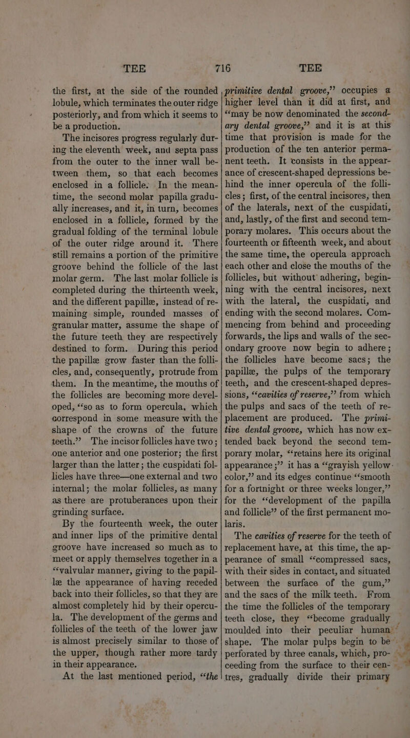 the first, at the side of the rounded lobule, which terminates the outer ridge posteriorly, and from which it seems to be a production. The incisores progress regularly dur- ing the eleventh week, anu septa pass from the outer to the inner wall be- tween them, so that each becomes enclosed in a follicle: In the mean- time, the second molar papilla gradu- ally increases, and it, in turn, becomes enclosed in a follicle, formed by the gradual folding of the terminal lobule of the outer ridge around it. There still remains a portion of the primitive groove behind the follicle of the last molar germ. The last molar follicle is completed during the thirteenth week, and the different papille, instead of re- maining simple, rounded masses of granular matter, assume the shape of the future teeth they are respectively destined to form. During this period the papille grow faster than the folli- cles, and, consequently, protrude from them. In the meantime, the mouths of the follicles are becoming more devel- correspond in some measure with the shape of the crowns of the future teeth.” The incisor follicles have two; one anterior and one posterior; the first larger than the latter ; the cuspidati fol- licles have three—one external and two internal; the molar follicles, as many as there are protuberances upon their grinding surface. By the fourteenth week, the outer and inner lips of the primitive dental groove have increased so much as to meet or apply themselves together in a ‘valvular manner, giving to the papil- le the appearance of having receded back into their follicles, so that they are almost completely hid by their opercu- la. The development of the germs and follicles of the teeth of the lower jaw is almost precisely similar to those of the upper, though rather more tardy in their appearance. At the last mentioned period, “the primitive dental groove,’ occupies @ higher level than it did at first, and “may be now denominated the second- ary dental groove,”? and it is at this time that provision is made for the production of the ten anterior perma- nent teeth. It consists in the appear- ance of crescent-shaped depressions be- hind the inner opercula of the folli- cles; first, of the central incisores, then of the laterals, next of the cuspidati, and, lastly, of the first and second tem- porary molares. This occurs about the fourteenth or fifteenth week, and about the same time, the opercula approach each other and close the mouths of the follicles, but without’ adhering, begin- ning with the central incisores, next with the lateral, the cuspidati, and ending with the second molares. Com- mencing from behind and proceeding forwards, the lips and walls of the sec- ondary groove now begin to adhere; the follicles have become sacs; the papille, the pulps of the temporary teeth, and the crescent-shaped depres- sions, ‘‘cavilies of reserve,” from which the pulps and sacs of the teeth of re- placement are produced. The primi- tive dental groove, which has now ex- tended back beyond the second tem- porary molar, “‘retains here its original appearance ;” it has a “grayish yellow: color,” and its edges continue *‘smooth for a fortnight or three weeks longer,” for the ‘‘development of the papilla and follicle’’ of the first permanent mo- laris. The cavities of reserve for the teeth of replacement have, at this time, the ap- pearance of small “compressed sacs, with their sides in contact, and situated between the surface of the gum,” and the sacs of the milk teeth. From the time the follicles of the temporary teeth close, they “become gradually tres, gradually divide their primary