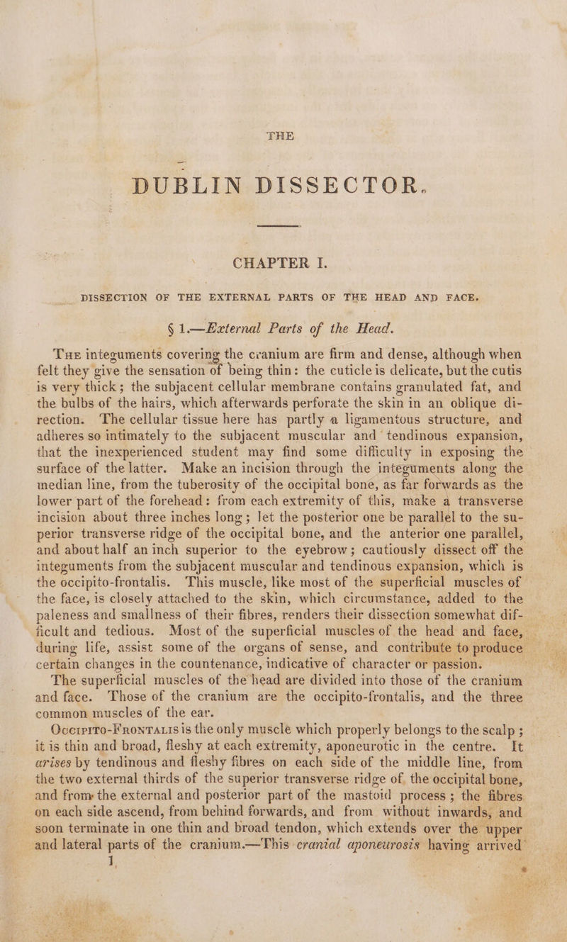 THE DUBLIN DISSECTOR. CHAPTER I. _ DISSECTION OF THE EXTERNAL PARTS OF THE HEAD AND FACE. § 1.—£xternal Parts of the Head. Tue integuments cover ing the cranium are firm and dense, although when felt they give the sensation. ‘of being thin: the cuticle is delicate, but the cutis is very thick ; the subjacent cellular: membrane contains granulated fat, and the bulbs of the hairs, which afterwards perforate the skin in an oblique di- rection. The cellular tissue here has partly a ligamentous structure, and adheres so intimately to the subjacent muscular and‘ tendinous expansion, surface of the latter. Make an incision through the integuments along the median line, from the tuberosity of the occipital bone, as far forwards as the lower part of the forehead: from each extremity of this, make a transverse incision about three inches long; let the posterior one be parallel to the su- erlor transverse ridge of the occipital bone, and the anterior one parallel, integuments from the subjacent muscular and tendinous expansion, which is the occipito- -frontalis. This muscle, like most of the superficial muscles of the face, is closely attached to the skin, which circumstance, added to the certain changes in the countenance, indicative of character or passion. The superficial muscles of the head are divided into those of the cranium and face. Those of the cranium are the occipito-frontalis, and the three common muscles of the ear. Overriro-FronTa.is is the only muscle which properly belongs to the scalp it is thin and broad, fleshy at each extremity, aponeurotic in thé centre. It arises by tendinous and a fibres on each side of the middle line, from ihe two external thirds of the superior transverse ridge of. the occipital bone, on each side ascend, from behind forwards, and from without inwards, and soon terminate in one thin and broad tendon, which extends over the 1 upper and lateral parts of the cranium.—This cranial aponeurosis having arrived |