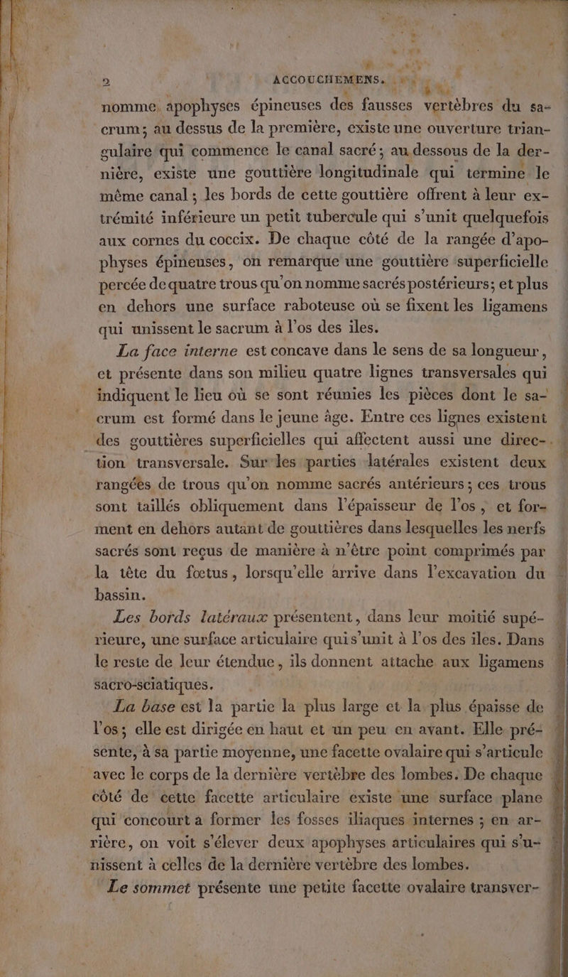 : PU ‘HALO CH EMENS A bug ” bit. nomme, apophyses épheuse des fausses vertèbres du sa- crum; au dessus de la première, existe une ouverture trian- mul qui commence le canal sacré; au dessous de la der- nière, existe une gouttière ni nalé qui términe le même canal ; les ue de cette gouttière offrent à leur ex- trémité inférieure un petit tubercule qui s'unit quelquefois aux cornes du coccix. De chaque côté de la rangée d’apo- physes épineuses, on remarque une gouttière ‘superficielle percée de quatre trous qu'on nomme sacrés postérieurs; et plus en dehors une surface raboteuse où se fixent les ligamens qui unissent le sacrum à l'os des iles. La face interne est concave dans le sens de sa longueur, et présente dans son milieu quatre lignes transversales qui indiquent le lieu où se sont réunies les pièces dont le sa- crum est formé dans le jeune àge. Entre ces lignes existent rangées de trous qu’on nomme sacrés antérieurs ; ces trous sont taillés obliquement dans l'épaisseur de l'os, et for- ment en dehors autant de gouttières dans lesquelles les nerfs sacrés sont reçus de manière à n'être point comprimés par la tête du fœtus, lorsqu'elle arrive dans lexcavation du bassin. Les bords latéraux présentent, dans leur moitié supé- le reste de leur étendue, ils donnent attache aux ligamens sacro-sciatiques. | La base est la partie la plus large et la plus épaisse de l'os; elle est dirigée en haut et un peu en avant. Elle. pré- rière, on voit s'élever deux apophyses articulaires qui s'u- nissent à celles de la dernière vertébre des lombes.