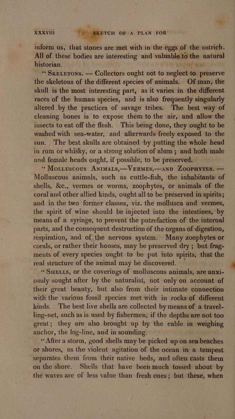 “e ¢ ’ XXXVili Magers OF A PLAN FOR inform us, that stones are met with in the eggs of the ostrich. All of these bodies are interesting and valuable to the natural historian. : 1S ae ‘* SKELETONS. — Collectors ought not to neglect to. preserve the skeletons of the different species of animals. Of man, the skull is the most interesting part, as it varies in the different races of the human species, and is also frequently singularly altered by the practices of savage tribes. The best way of cleaning bones is to expose them to the air, and allow the insects to eat off the flesh. This being done, they ought to be washed with sea-water, and afterwards freely exposed to the sun. ‘The best skulls are obtained -by putting the whole head in rum or whisky, or a strong solution of alum; and both male and female heads ought, if possible, to be preserved. ‘*Moxtituscous ANIMALS,—VERMES,—AND ZOOPHYTES. — Molluscous animals, such as cuttle-fish, the inhabitants: of shells, &amp;c., vermes or worms, zoophytes, or animals of the coral and other allied kinds, ought all to be preserved in spirits; and in the two former classes, viz. the mollusca and vermes, the spirit of wine should be injected into the intestines, by means of a syringe, to prevent the putrefaction of the internal parts, and the consequent destruction of the organs of digestion, respiration, and of the nervous system. Many zoophytes or corals, or rather their houses, may be preserved dry ; but frag- ments of every species ought to be put into spirits, that the real structure of the animal may be discovered. ‘SHELLS, or the coverings of molluscous animals, are anxi- ously sought after by the naturalist, not only on account of their great beauty, but also from their intimate connection with the various fossil species met with in rocks of different kinds. The best live shells are collected by means of a travel- ling-net, such as is used by fishermen, if the depths are not too ereat; they are also brought up by the cable in nerewing anchor, the log-line, and in sounding. ‘After a storm, good shells may be picked up on sea beaches or shores, as the violent agitation of the ocean in a tempest ‘separates them from their native beds, and often casts them on the shore, Shells that have been much tossed about by the waves are of less value than fresh ones; but these, when