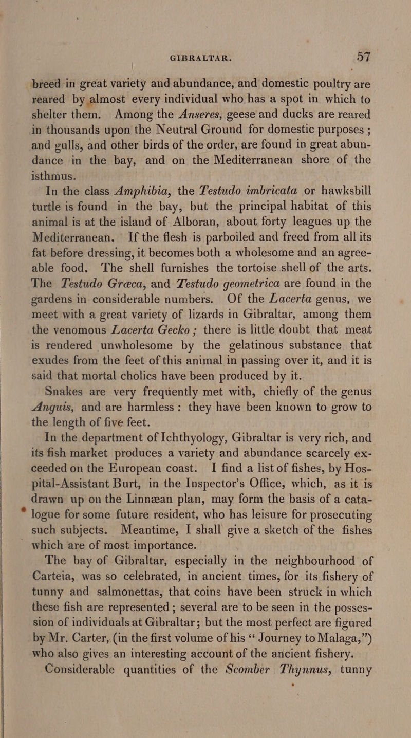 breed in great variety and abundance, and domestic poultry are reared by almost every individual who has a spot in which to shelter them. Among the Anseres, geese and ducks are reared in thousands upon the Neutral Ground for domestic purposes ; and gulls, and other birds of the order, are found in great abun- dance in the bay, and on the Mediterranean shore of the isthmus. : In the class Amphibia, the Testudo umbricata or hawksbill turtle is found in the bay, but the principal habitat of this animal is at the island of Alboran, about forty leagues up the Mediterranean. If the flesh is parboiled and freed from all its fat before dressing, it becomes both a wholesome and an agree- able food. ‘The shell furnishes the tortoise shell of the arts. The Testudo Greca, and Testudo geometrica are found in the gardens in considerable numbers. Of the Lacerta genus, we meet with a great variety of lizards in Gibraltar, among them the venomous Lacerta Gecko ; there is little doubt that meat is rendered unwholesome by the gelatinous substance that exudes from the feet of this animal in passing over it, and it is said that mortal cholics have been produced by it. Snakes are very frequently met with, chiefly of the genus Anguts, and are harmless: they have been known to grow to the length of five feet. In the department of Ichthyology, Gibraltar is very rich, and its fish market produces a variety and abundance scarcely ex- ceeded on the European coast. I find a list of fishes, by Hos- pital-Assistant Burt, in the Inspector’s Office, which, as it is drawn up on the Linnean plan, may form the basis of a cata- logue for some future resident, who has leisure for prosecuting such subjects. Meantime, I shall give a sketch of the fishes The bay of Gibraltar, especially in the neighbourhood of Carteia, was so celebrated, in ancient times, for its fishery of tunny and salmonettas, that coins have been struck in which these fish are represented ; several are to be seen in the posses- sion of individuals at Gibraltar; but the most perfect are figured by Mr. Carter, (in the first volume of his “‘ Journey to Malaga,”’) who also gives an interesting account of the ancient fishery. Considerable quantities of the Scomber Thynnus, tunny
