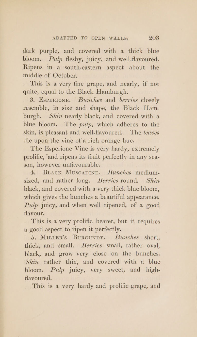 dark purple, and covered with a thick blue bloom. Pulp fleshy, juicy, and well-flavoured. Ripens in a south-eastern aspect about the middle of October. This is a very fine grape, and nearly, if not quite, equal to the Black Hamburgh. 3. Esprrione. Bunches and berries closely resemble, in size and shape, the Black Ham- burgh. Skin nearly black, and covered with a blue bloom. The pulp, which adheres to the skin, is pleasant and well-flavoured. ‘The leaves die upon the vine of a rich orange hue. The Esperione Vine is very hardy, extremely prolific, ‘and ripens its fruit perfectly in any sea- son, however unfavourable. 4. Brack Muscapine. Bunches medium- sized, and rather long. Berries round. Skin black, and covered with a very thick blue bloom, which gives the bunches a beautiful appearance. Pulp juicy, and when well ripened, of a good flavour. This is a very prolific bearer, but it requires a good aspect to ripen it perfectly. 5. Miuuer’s Bureunpy. Bunches short, thick, and small. Berries small, rather oval, black, and grow very close on the bunches. Skin rather thin, and covered with a blue bloom. Pulp juicy, very sweet, and _ high- flavoured. This is a very hardy and prolific grape, and