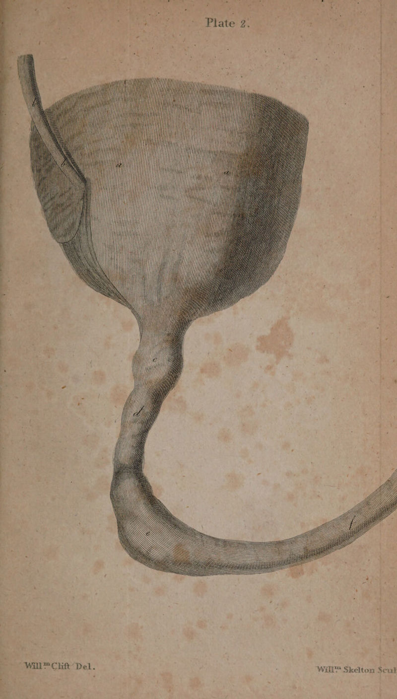 i Hy i] WH HH] ij i i Hill ff Hi HH Wa) is, WHY, YY} iy} BY, Yi) “Will ™ Clift Del. nha Will’ Skelton Scul