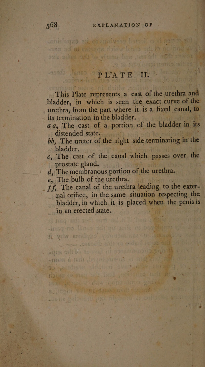 Masta yy. eae This Plate represents a cast of the urethra and bladder, in which is seen the exact curve of the urethra, from. the part where it is a fixed. canal, to . its termination in the bladder. / Po aa, The cast. of a, portion of the bladder 1 in its distended state. , bb, The ureter of the ight side terminating, in Pik bladder. , c, The cast of the canal which passes over tile prostate gland. d, The membranous portion i; the urethra. e, The bulb of the urethra. . Sf, The canal of the urethra leading to the exter- nal orifice, in the same situation respecting the © bladder, in which it is placed when, the penis is in an erected state.