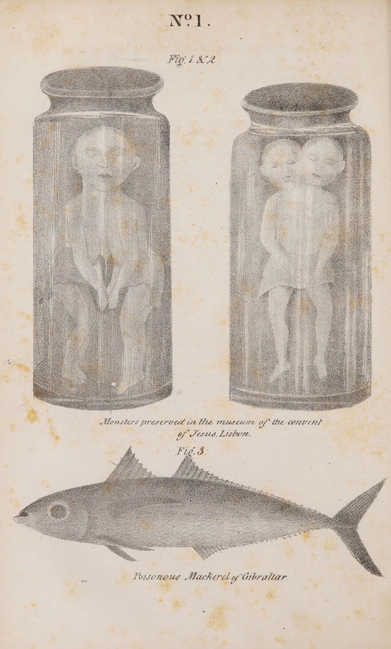 ’ € COMMU CIEL opm Ete TIDUS CLLIPL « CSEPUEA Kit Monsters jor TSCOTL, Seszes, L, Va liar TOF CG. of herel ous Mac. OLSO iP hae a