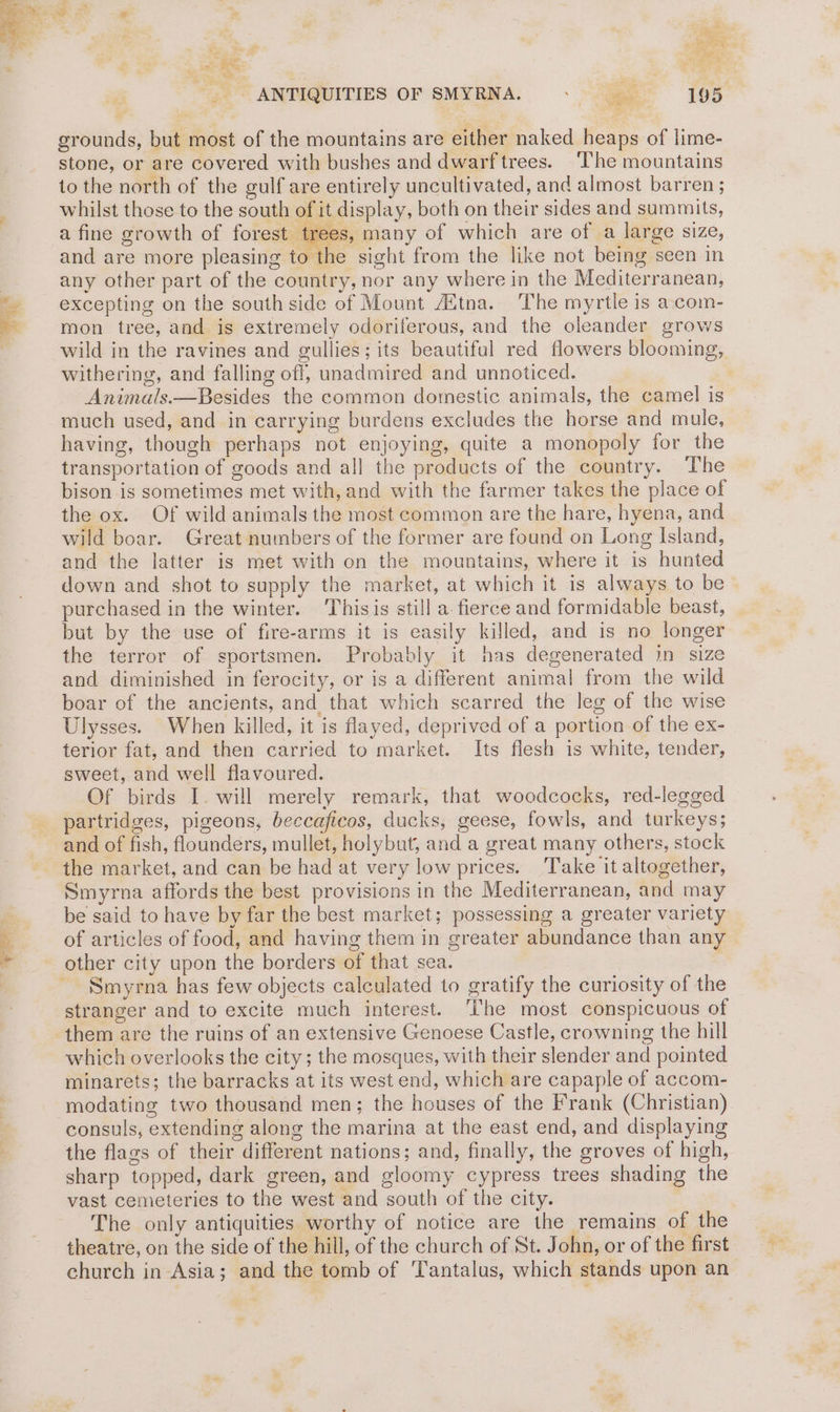 i as ali ee yer, aS “aa “i = os “ WR , _ ANTIQUITIES OF SMYRNA. + 195 grounds, but most of the mountains are either naked heaps of lime- stone, or are covered with bushes and dwarf trees. ‘The mountains to the north of the gulf are entirely uncultivated, and almost barren ; whilst those to the south of it display, both on their sides and summits, a fine growth of forest tres s, many of which are of a large size, and are more pleasing eine sight from the like not being seen in any other part of the country, nor any where in the Mediterranean, excepting on the south side of Mount Aitna. The myrtle is accom- mon tree, and is extremely odoriferous, and the oleander grows wild in the ravines and gullies; its beautiful red flowers blooming, withering, and falling off, unadmired and unnoticed. Animals.—Besides the common domestic animals, the camel is much used, and in carrying burdens excludes the horse and mule, having, though perhaps not enjoying, quite a monopoly for the transportation of goods and all the products of the country. The bison is sometimes met with, and with the farmer takes the place of the ox. Of wild animals the most common are the hare, hyena, and wild boar. Great numbers of the former are found on Long Island, and the latter is met with on the mountains, where it is hunted down and shot to supply the market, at which it is always to be purchased in the winter. Thisis still a. fierce and formidable beast, but by the use of fire-arms it is easily killed, and is no longer the terror of sportsmen. Probably it has degenerated in size and diminished in ferocity, or is a different animal from the wild boar of the ancients, and that which scarred the leg of the wise Ulysses. When killed, it is flayed, deprived of a portion of the ex- terior fat, and then carried to market. Its flesh is white, tender, sweet, and well flavoured. Of birds I. will merely remark, that woodcocks, red-legged partridges, pigeons, beccaficos, ducks, geese, fowls, and turkeys; and of fish, flounders, mullet, holybut, and a great many others, stock the market, and can be had at very low prices. Take it altogether, Smyrna affords the best provisions in the Mediterranean, and may be said to have by far the best market; possessing a greater variety of articles of food, and having them in greater abundance than any other city upon the borders of that sea. | Smyrna has few objects calculated to gratify the curiosity of the stranger and to excite much interest. The most conspicuous of which overlooks the city; the mosques, with their slender and pointed minarets; the barracks at its west end, which are capaple of accom- modating two thousand men; the houses of the Frank (Christian) consuls, extending along the marina at the east end, and displaying the flags of their different nations; and, finally, the groves of high, sharp topped, dark green, and gloomy cypress trees shading the vast cemeteries to the west and south of the city. The only antiquities worthy of notice are the remains of the theatre, on the side of the hill, of the church of St. John, or of the first church in-Asia; and the tomb of Tantalus, which stands upon an