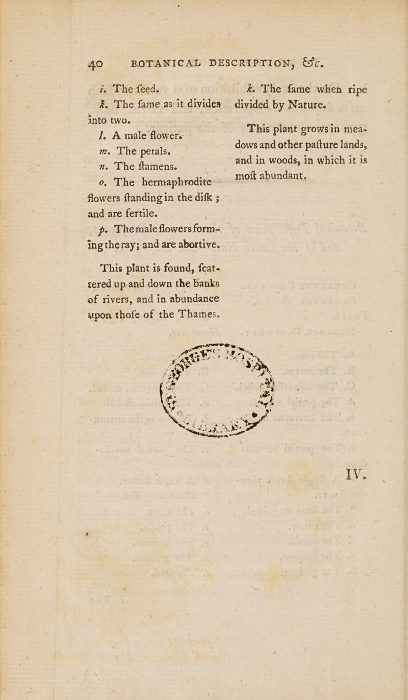 iz The feed. _ ke The fame when ripe k. The fame as it divides divided by Nature. into two. J. A male flowers m. The petals. a. The ftamens. : o. The hermaphrodite flowers ftanding in the difk ; and are fertile. | _ p- Themale flowers form- ing theray; and are abortive. This plant grows in mea- dows and other pafture lands, and in woods, in which it is moft abundant. This plant is found, fcat- tered up and down the banks of rivers, and in abundance upon thofe of the Thames. LV.