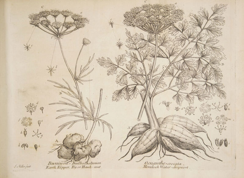 of Millen foest sca see ee Lair ? Cer aie A ae ee . . | Far %Z Lfyfpeer, ‘7 or awk -~Jruk Henrlock Wirler-dropuert . \e