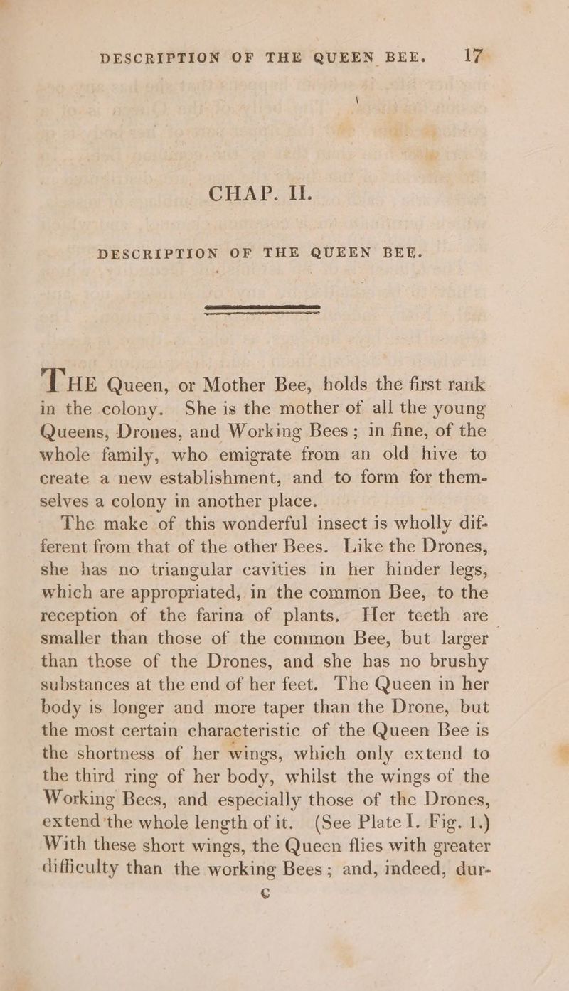CHAP. If. DESCRIPTION OF THE QUEEN BEE. Tue Queen, or Mother Bee, holds the first rank in the colony. She is the mother of all the young Queens, Drones, and Working Bees ; 1n fine, of the whole family, who emigrate from an old hive to create a new establishment, and to form for them- selves a colony in another place. The make of this wonderful insect 1s wholly dif- ferent from that of the other Bees. Like the Drones, she has no triangular cavities in her hinder legs, which are appropriated, in the common Bee, to the reception of the farina of plants. Her teeth are than those of the Drones, and she has no brushy substances at the end of her feet. The Queen in her body is longer and more taper than the Drone, but the most certain characteristic of the Queen Bee is the shortness of her wings, which only extend to the third ring of her body, whilst the wings of the Working Bees, and especially those of the Drones, extend 'the whole length of it. (See Plate 1. Fig. 1.) With these short wings, the Queen flies with greater difficulty than the working Bees; and, indeed, dur- c