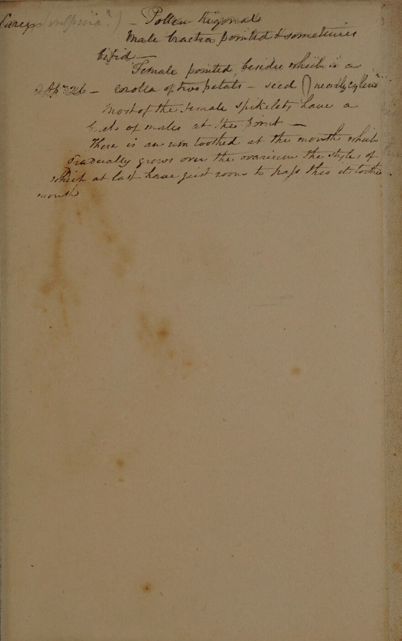 q OM UL - pa ghaihetals bere fae” &amp; Ducdulent Re 4 Hen ae pn ale amare A , q | ooh sit pips for oo ee anmygee E ey wee Kaas peer! 200K be feafe Leg el iovhy