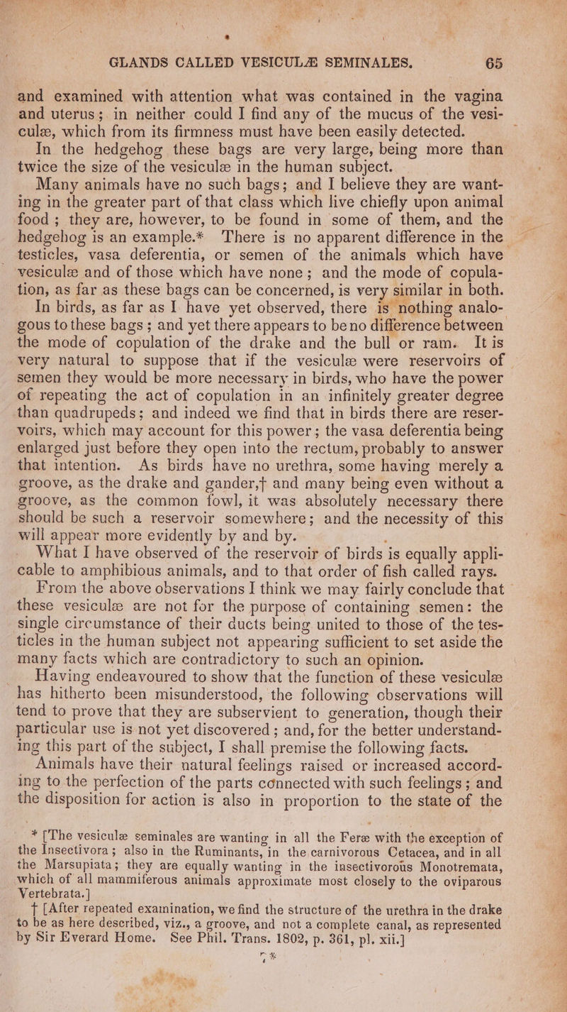 and examined with attention what was contained in the vagina and uterus; in neither could I find any of the mucus of the vesi- cule, which from its firmness must have been easily detected. In the hedgehog these bags are very large, being more than twice the size of the vesiculze in the human subject. _ Many animals have no such bags; and I believe they are want- food ; they are, however, to be found in some of them, and the hedgehog is an example.* There is no apparent difference in the vesiculee and of those which have none; and the mode of copula- tion, as far as these bags can be concerned, is very similar in both. In birds, as far as I. have yet observed, there is nothing analo- the mode of copulation of the drake and the bull or ram. It is very natural to suppose that if the vesiculee were reservoirs of semen they would be more necessary in birds, who have the power of repeating the act of copulation in an infinitely greater degree than quadrupeds; and indeed we find that in birds there are reser- voirs, which may account for this power; the vasa deferentia being enlarged just before they open into the rectum, probably to answer that intention. As birds have no urethra, some having merely a groove, as the drake and gander,f and many being even without a groove, as the common fowl, it was absolutely necessary there should be such a reservoir somewhere; and the necessity of this will appear more evidently by and by. What I have observed of the reservoir of birds is equally appli- cable to amphibious animals, and to that order of fish called rays. these vesicule are not for the purpose of containing semen: the single circumstance of their ducts being united to those of the tes- ticles in the human subject not appearing sufficient to set aside the many facts which are contradictory to such an opinion. __ Having endeavoured to show that the function of these vesicule has hitherto been misunderstood, the following observations will particular use is not yet discovered ; and, for the better understand- ing this part of the subject, I shall premise the following facts. Animals have their natural feelings raised or increased accord- ing to the perfection of the parts connected with such feelings ; and the disposition for action is also in proportion to the state of the * [The vesicule seminales are wanting in all the Fere with the exception of the Insectivora; also in the Ruminants, in the carnivorous Cetacea, and in all the Marsupiata; they are equally wanting in the insectivorous Monotremata, which of all mammiferous animals approximate most closely to the oviparous Vertebrata. ] . to be as here described, viz., a groove, and not a complete canal, as represented by Sir Everard Home. See Phil. Trans. 1802, p. 361, pl. xii.] rh waZ