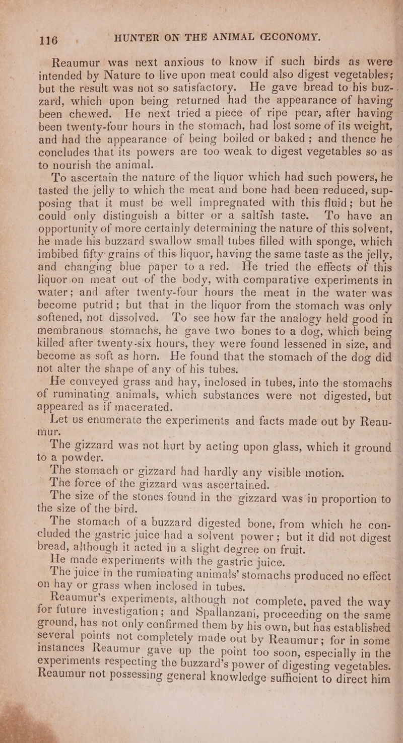 Reaumur was next anxious to know if such birds as were intended by Nature to live upon meat could also digest vegetables; but the result was not so satisfactory. He gave bread to his buz- - zard, which upon being returned had the appearance of having been chewed. He next tried a piece of ripe pear, after having” been twenty-four hours in the stomach, had lost some of its weight, and had the appearance of being boiled or baked; and thence he concludes that its powers are too weak to digest vegetables so as to nourish the animal. | To ascertain the nature of the liquor which had such powers, he tasted the jelly to which the meat and bone had been reduced, sup- posing that it must be well impregnated with this fluid; but he could only distinguish a bitter or a saltish taste. To have an opportunity of more certainly determining the nature of this solvent, he made his buzzard swallow small tubes filled with sponge, which imbibed fifty grains of this liquor, having the same taste as the jelly, and changing blue paper toared. He tried the effects of this liquor.on meat out of the body, with comparative experiments in water; and after twenty-four hours the meat in the water was become putrid; but that in the liquor from the stomach was only softened, not dissolved. ‘To see how far the analogy held good in ~ membranous stomachs, he gave two bones to a dog, which being killed after twenty-six hours, they were found lessened in size, and become as soft as horn. He found that the stomach of the dog did not alter the shape of any of his tubes. | Hie conveyed grass and hay, inclosed in tubes, into the stomachs of ruminating animals, which substances were not digested, but— appeared as if macerated. aba Let us enumerate the experiments and facts made out by Reau- mur. The gizzard was not hurt by acting upon glass, which it ground to a powder. The stomach or gizzard had hardly any visible motion. The force of the gizzard was ascertained. The size of the stones found in the gizzard was in proportion to the size of the bird. The stomach of a buzzard digested bone, from which he con- cluded the gastric juice had a solvent power; but it did not digest bread, although it acted in a slight degree on fruit. He made experiments with the gastric juice. | The juice in the ruminating animals’ stomachs produced no effect on hay or grass when inclosed in tubes. ‘rae Reaumur’s experiments, although not complete, paved the way for future investigation; and Spallanzani, proceeding on the same ground, has not only confirmed them by his own, but has established — several points not completely made out by Reaumur; for in some instances Reaumur gave up the point too soon, especially in the experiments respecting the buzzard’s power of digesting vegetables. Reaumur not possessing general knowledge sufficient to direct him