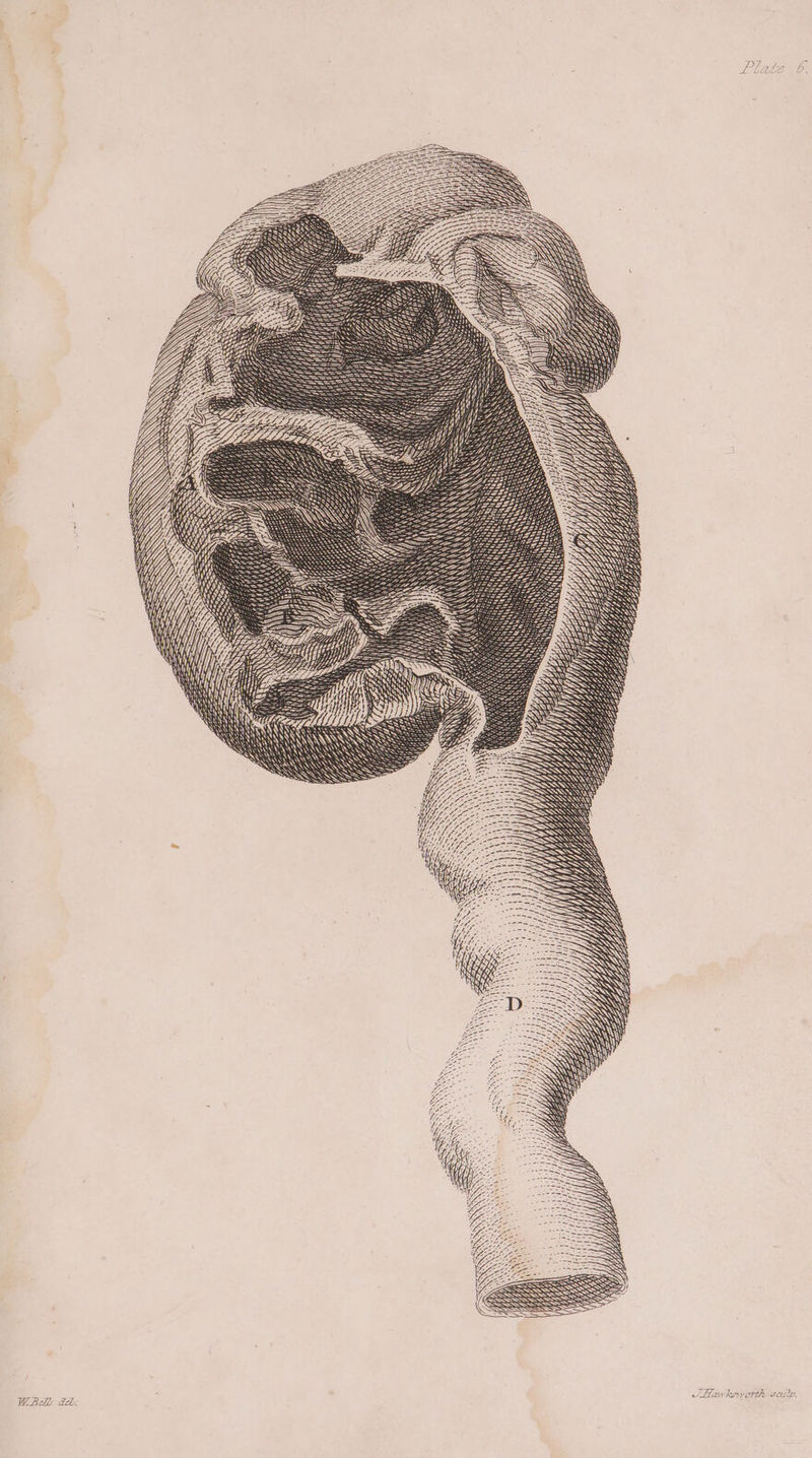 nT. Vea Z-3 we AHawksivorthy scilp,