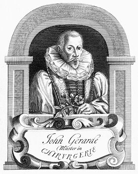M0009490: Portrait of John Gerard (c.1545-1612)
