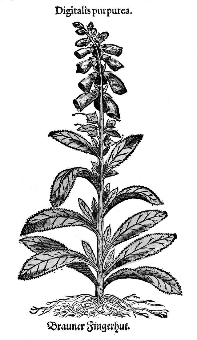 digitised image 1