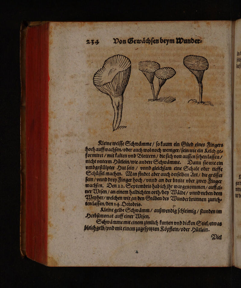 —6E—Xh 3 — — 2 — 1 2 b x 2 Fe Ma — 2 + 2 — - = — e — 2 = — 2 — _ 8 N 8 ai — 2 N a a = m = . Bee — — — er EEE — — — —— — — — a — ä rer — 3 5 . 8 - Ba —— — a == — — 2 > 2 4 — — = Von Gewaͤchſen beym Wunder⸗ Kleine weiſſe Schwaͤmme / ſo kaum ein Gited eines Fingers hoch auffwachſen / oder auch wol noch wentger / ſein wie ein Kelch ge⸗ formiret / mit kalten vnd Blettern / die ſich von auſſen ſehen laſſen / nicht vnterm Huͤtlein / wie andere Schwaͤmme. Dann ſie wie ein vmbgeſtüͤlpter Hut ſein / vnnd gleichſam eine Schale oder tieffe Schuͤſſel machen. Man findet aber auch berſelben Art / die groͤſſer wachſen. Den 22. Septembris hab ich jhr wargenommen / auff gi⸗ ner Wiſen / an einem haldich ten orth/ bey Waͤlde / vnnd neben dem Weyher / welchen wir an den Graͤben des Wunderbrunnen zurtch⸗ ten laſſen / den 14. Octobris. | * | Kleine gelbe Schwaͤmm / auß wendig ſchleimig / Rundent Herbſtmonat auff einer Wiſen. er u Schwaͤmme mit einem zimlich kurtzen vnd dicken Stiel / etwas Viel
