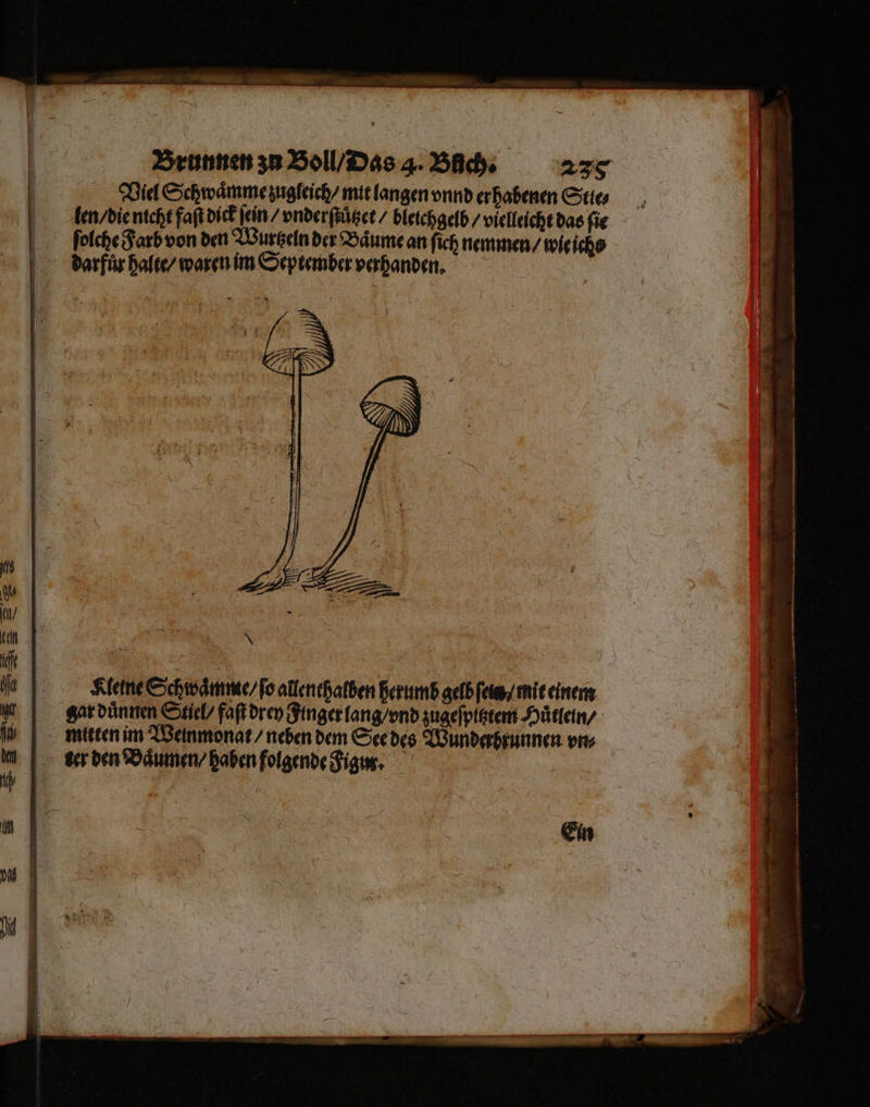 ꝶ6gdà— . ²˙ a — Brunnen zu Boll / Das 4. Büch. 239 Viel Schwaͤmme zugleich / mit langen vnnd erhabenen Stte⸗ len /die nicht faſt dick ſein / vnderſtützet / bleichgelb / vielleicht das fie ſolche Farb von den Wurtzeln der Baͤume an ſich nemmen / wie ichs darfuͤr halte / waren im September verhanden. fh 8 | n/ 1) + \ 1 € Ä ji Kleine Schwaͤmmte / ſo allenthalben herumb gelb ſeim / mit einem 14 gar duͤnnen Stiel / faſt drey Finger lang / vnd zugeſpitztem Huͤtlein / 5 mitten im Weinmonat / neben dem See des Wunderbrunnen vn⸗ N ter den Baͤumen / haben folgende Fig, Ein
