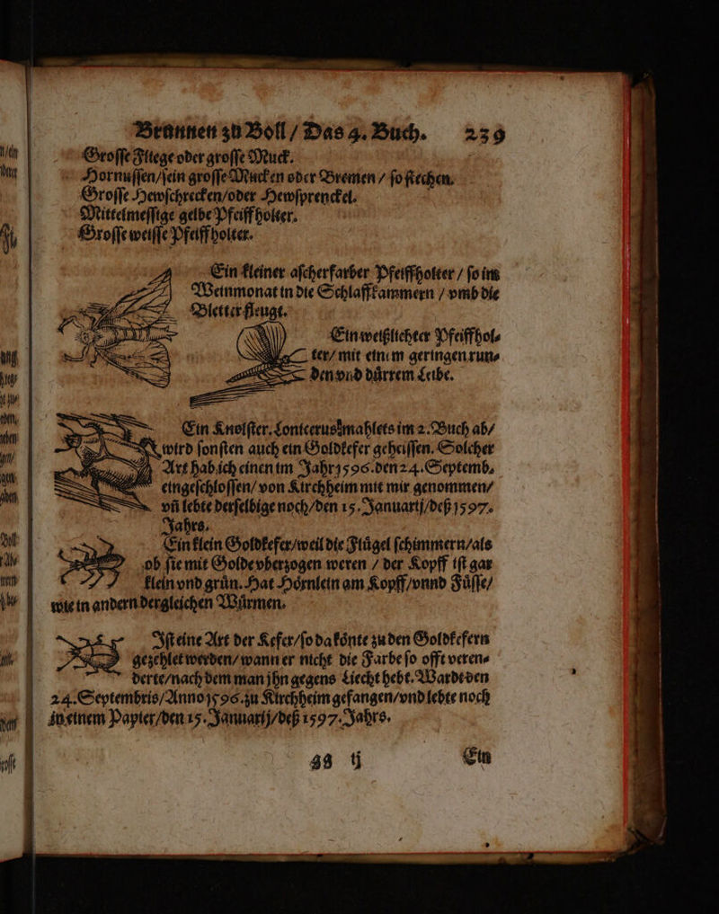 Groſſe Fltege oder groſſe Muck. Fe Hornuſſen / ſein groſſe Mucken oder Bremen / ſo ſtechen. Groſſe Hewſchrecken / oder Hewſprenckel. 8 Mittelmeſſige gelbe Pfeiff holter. | Groſſe weiſſe Pfeiff holter. / Ein kleiner aſeherfarber Pfeiffholter / ſo im ä — Weinmonat in die Schlaffkammern / vmb die —ZBletter fleugt. N Ein weißliehter Pfeiffhol⸗ ter / mit einem geringen run⸗ den vnd duͤrrem Leibe. Art hab ich einen im Jahr y os. den 24. Septemb⸗ V eingefchloflen/ von Kirchheim mit mir genommen / vñ 55 derſelbige noch / den 15. Januartij / deß 1597. ahrs. Ein klein Goldkefer / weil die Fluͤgel ſchimmern / als pol ſie mit Golde vberzogen weren / der Kopff iſt gar | klein vnd grün. Hat Hoͤrnlein am Kopff / vnnd Fuͤſſe / wie in andern dergleichen Wuͤrmen. Iſt eine Art der Kefer / ſo da koͤnte zu den Goldkefern gezehlet werden / wann er nicht die Farbe ſo offt veren⸗ derte / nach dem man ihn gegens Liecht hebt. Wardt den 24. Septembris / Anno dos. zu Kirchheim gefangen / vnd lebte noch iy einem Papier / den 15. Januarij / deß 1597. Jahrs. 3 „ e