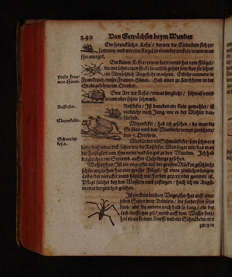 — — ü =: — — — ar - er ie — * — —— ˙ —— EEE un 4 ——— —r — — — + — — — — — u — 240 Von Gewaͤchſen beym Wunder Ein ſprencklicher Kefer / der wie die Eſelwuͤrm ſieh zu⸗ a ſammen / vnd wie eine Kugel in einander wickelt / wann man jhn anreget. | | | Ein kleiner Keffer / etwas breit / vnd hat rote Fluͤgel / die mit ſchwaꝛtzen fleckẽ ſo aꝛiltch geſetzt ſein / das fie ſchier e Nein Menfchlich Angeſicht machten. Etliche nennens in wen Huüner. Franckreich / vnſer Frawen Huͤner . Hab einen zu Kirchheim in der Stadt geſehen / im October. | Roßkefer · Roßkefer / Iſt daneben ein klein gemahlet / iſt “Lielleicht noch Jung / wie es der Mahler dar⸗ Meßpenkefen 1 D fuͤrhelt. £ 178 55 2 N e EGraͤben vmb den Wunderbrunnen zurichtete / den 7 Octobris. f Meylaͤnder vñ Schmaltzkefer / ſein ſchwartz lang / dahinden dick / ſchier wie die Roßkefer. Man ſagte mir / das man die Feiſtigkeit von ihm neme / vnd ſey gut zu den Wunden. Ich hab dergletchen im Septemb auffm Eichelberge geſehen. Waſſerpfaw / Iſt ein vngeztfer auß der groſſen Mücken geſchlecht ſchoͤn anzuſehen / hat vier groſſer Fluͤgel / iſt eines zimlichen langen Leibs / der vierecket vnnd huͤpſch mit Farben geziert / oder geendert iſt. Pflege ſolcher bey den Waſſern vmb zufltegen / hach ich im Augſt⸗ monat dergleichen geſehen. Schmaltz e 8 kefer. jeden Seiten drey Beinlein / die forderſten ſeyn kurtz / aber die andern noch halb ſo lang / als der Leib / leufft gar geſel wind auff dem Waſſer fort / hat einen kleinen Kopff / vnd ein Schnaͤbelin mit | Ä zweyen Eine Arr der Kefer / etwas lenglicht / ſchmal / vnnd raun oder ſchier ſchwartz. |