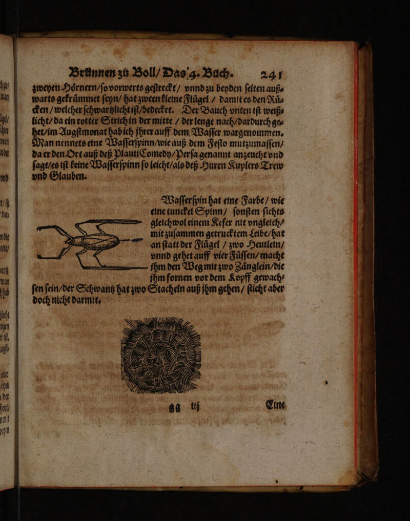 zweyen Hoͤrnern / ſo vorwerts geſtreckt / vnnd zu beyden ſeiten aufs warts gekruͤmmet ſeyn / hat zween kleine Flügel / damtt es den Ruͤ⸗ cken / welcher ſchwartzlicht iſt / edecket. Der Bauch vnten iſt weiß⸗ licht / da ein rotter Strich in der mitte / der lenge nach / dardurch are het / im Augſtmonat hab ich jhrer auff dem Waſſer wargenommen. Man nennets eine Waſſerſpinn / wie auß dem Feſto mutzumaſſen / da er den Ort auß deß Plauti Comedy / Per ſa genannt anzeucht vnd ſagt / es iſt keine Waſſerſpinn fo leicht / als deß Huren Kuplers Trew vnd Glauben. er | Waſſerſpin hat eine Farbe / wie eine tunckel Spinn / ſonſten ſichts gletchwol einem Kefer nit vngletch / mit zuſammen getrucktem Leibe / hat an ſtatt der Fluͤgel / zwo Heutlein / vnnd gehet auff vier Fuͤſſen / macht | N — ihm den Weg mit zwo Zaͤnglein / die | jhm fornen vor dem Kopff gewach⸗ fen ſein / der Schwantz hat zwo Stacheln auß ihm gehen / Richt aber doch nicht darmit⸗ |
