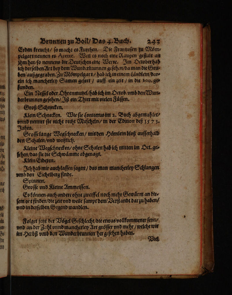 Erden kreucht / ſo macht es Furchen. Die Frantzoſen zu Moͤm⸗ pelgart nennen es Ärerte, Weil es noch eine Raupen geſtalt an jhm hat / ſo nennens die Deutſchen eine Werre. Im October hab ich derſelben Art bey dem Wunderbꝛunnen geſehen / da man die Gru⸗ den / außgegraben. Zu Moͤmpelgart / hab ich in einem Laͤndlem / dar⸗ ein ich mancherley Samen geſeet / auff ein zeit / in die 100. ge⸗ funden. Ein Neſſel oder Ohrenmutzel / hab ich im Oetob. vmb den Wun⸗ derbrunnen geſehen / Iſt ein Thier mit vtelen Fuͤſſen. Groß Schnecken. | | Klein Schnecken. Wie fie Sonteerusint 2. Buch abgemah let / vnnd nennet fie nicht recht Muſcheln / in der Edition deß 15.7 z. ahrs. | Groſſelange Wegſchnecken / mit den Hoͤrnlein bloß auſſerhalb den Schalen / vnd weißlich. Kleine Wegſchnecken / ohne Schalen hab ich mitten im Oct. ge⸗ ehen / das fir die Schwaͤmme abgenagt. Klein Eidexen. x REN | Ich hab mir auch laſſen ſagen / das man mancherley Schlangen vmb den Eichelberg finde. Spinnen. 5 Groſſe vnd Kleine Ammeiſſen. Es koͤnnen auch andere ohne zweiffel noch mehr Gewuͤrm an dte⸗ ſem ort finden / die zeit vnd weile ſampt dem Verſtandt dar zu haben / vnd in derſelben Gegend wandlen. m Herbſt vmb den Wunderbrunnen her gefehen Baden oh