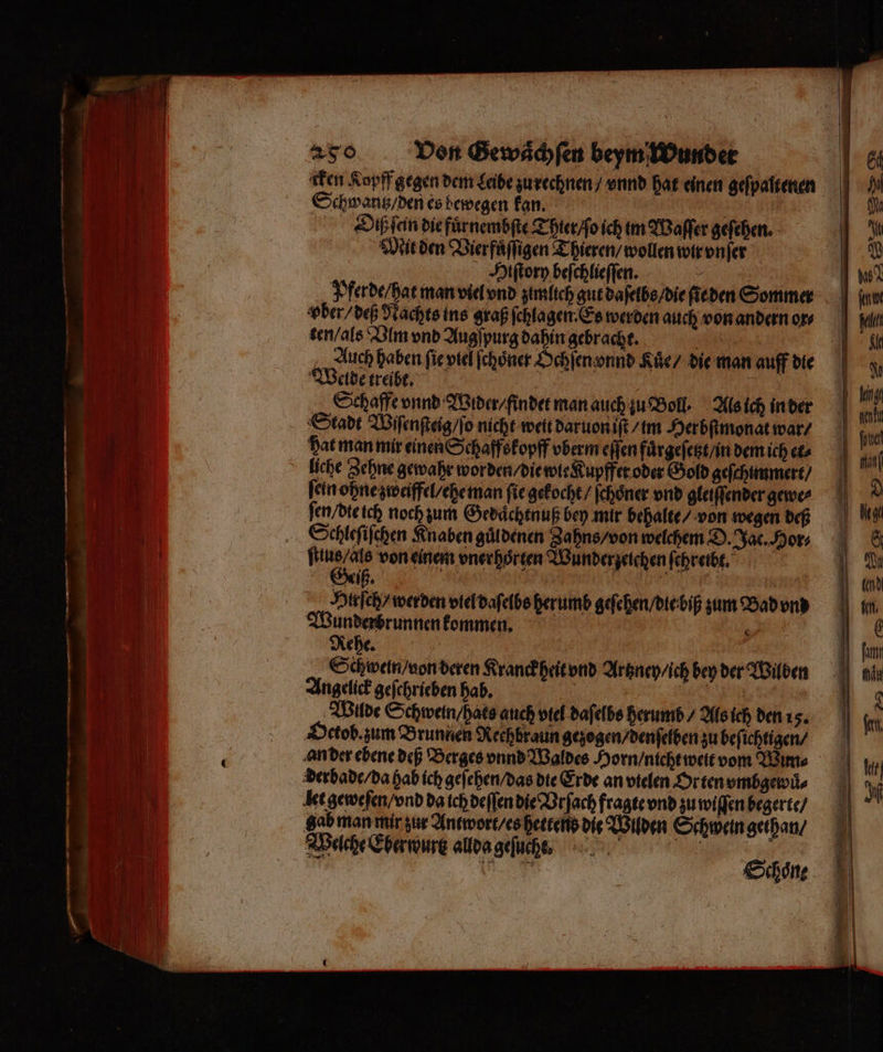 cken Kopff tzegen dem Leibe zu rechnen / vnnd hat einen geſpaltenen Schwantz / den es bewegen kan. | Diß ſein die fuͤrnembſte Thier / ſo ich im Waſſer geſehen. Mit den Vierfuͤſſigen Thieren / wollen wir vnſer Hiſtory beſchlieſſen. - Pferde / hat man viel vnd zimlich gut daſelbs / die ſie den Sommer wvber / deß Nachts ins graß ſchlagen. Es werden auch von andern or⸗ ten / als Vlm vnd Augſpurg dahin gebracht. Auch haben ſie viel ſchoͤner Ochſen vnnd Kuͤe / die man auff die Weide treibe. Schaffe vnnd Wider / findet man auch zu Boll. Als ich in der Stadt Wiſenſteig / ſo nicht weit daruon iſt / im Herbſtmonat war / hat man mir einen Schaffskopff vberm eſſen fuͤrgeſetzt / in dem ich et⸗ fein ohne zweiffel / ehe man fie gekocht / ſchoͤner vnd gleiſſender gewe⸗ ſen / dte ich noch zum Geduͤchtnuß bey mir behalte / von wegen deß Schleſiſchen Knaben guͤldenen Zahns / von welchem D. Jac. Hor⸗ e von einem vnerhoͤrten Wunder zeichen ſehretbt. Hirſch/ werden viel daſelbs herumb geſehen / die biß zum Bad vnd Wunderbrunnen kommen. Rehe. g Schwein / von deren Kranck heit vnd Artzney / ich bey der Wilden Angelick geſchrieben hab. 968 Ä Wilde Schwein / hats auch viel daſelbs herumb / Als ich den i 5. 4 Wache Eber wur allda gefuche 1 dag 8 ı do a amd | ni | kam | min 1)