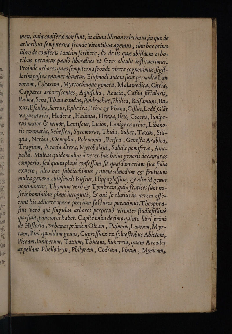 men, quia confer won [unt in alium librum reiecimus jim quo de arboribus fempiterna fronde virentibus agemus , ctim boc primo libro de coniferis tantum [cribere , &amp; de us que abüfdem aibo- Promde arbores quas fempiterna fronde vireve cognouimus figil - latim poflea enumerabuntur. E3wfmodi autem [unt permulta Lau rorum , Clearum , Myrtoriznque genera, Mala medica, Citria, Palna,Sena T bamarindus, Nudracbne Pbilica, Balfamum,Bu- xus; Efculus Serrus,Epbedra,Erica ey Pbana,Ciflus,Ledo,Glás yuguentaria, Hedere , Halimus, Henua, Mex, Coccus, lumipe- vus indior C minor, Lentifcus, Licion, Lanigera arbor, Libano- tis coronaria, Sebe[leny Sycomorus, Ybuia , Suber, Taxus , Sili- qua , Nerion , Oenoplia , Polemonia ,Perfea , Genefla Arabica, Tragium, Acacia altera, Myrobalani , Saluie pomifere , Aua- palla . Multas quidem alias d veter.bus buius generis decantat as: comperio , fed quum plane confe[Tum fit qua[dam etiam fua folia exuere , ideo eas fubticebimus ; quemadmodum y froticum multa genera, cuu[modi Rufcus, Hippogloffunt, c5 alia id genus nominantur, Y bymum vero (y Ty mbram;quia frutices fuxt no- ftris bominibus plané incoguiti, Cx qui fe elatius im aerem cffe- Yunt bis aducere opere precium fatturos putamus. Tbeopbra- flus veró. qui fingulas arbores perpetuà virentes fludiofiftime qu«fiuit pauciores babet. Capite enin decimo quinto libri primi de Hifloria , vrbanas primum Oleam , Palmam,Laurum, M yr- tum, Pini quoddam genus, Cupre[um: ex (ylueflribus Abictem,, Prceam lusiperum, 'Vaxumy Tbutam, Suberem, quam Arcades appellant Pbellodryn , Pbilyram , Cedrum , Pinum , Myricam;