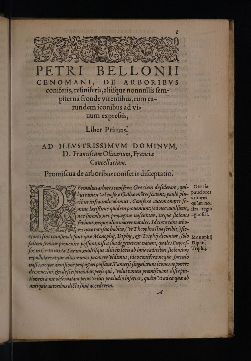 -—— Y E S» y - ? í m ONES — CENOMANI, DE ARBORIPVS coniferis, refiniferis,alitfque nonnullis fem- ' piternafrondevirentibuscumea- rundem iconibus ad vi- Liber Primus. AD ILLVSTRISSIMVM DOMINVM, D. Francifcum Oliuarium, Francie Cancellarium. Promiícua de arboribus coniferis difceptatio. A. Evmtultas arbores contfevas Greciam de[iderare ,qui- | Gricia ' bystamen Yel noflee Gallis motes fcatent, paulo plu- P Pro Ms C oribus infraindicabimus . Comfere autem omnes fc- di SR az (Cs mime letiftime quidem proueniunt: (ed nec aunilfione, ftra. regio nec furculoynec propagine na[cuntuv , neque Jflolones agnofcit. dO faemnt,neque aliosnouere natales. I deirco cium arbo- : X ux res qua toto fno babitu, yt T beophrastus (cribit) fte- ciores fint cuiifmodi funt que Monophij, Diphij , «9 Triphyj dicuntur folo Monophi] faltem femine prouenive po[Juntnifs a fua degenevent natuva, quales Cupre(-. Diphi. T veptllulare atque altos vamos promere yidzmus ,1deoconifere neque. furculo nafci neque auul[rone propagari po[[unt.T ametft fingularum icones apponere decreuerim eo de[ctiptiomibus pevfequi , Yoluttamen promi[cuam. difcepta- tionem à me ob[eruatam prius Yeluti preludto inferire , quàm yt ad ea qua ab antiquis autoribus di&amp;la [unt accederem. | | | d