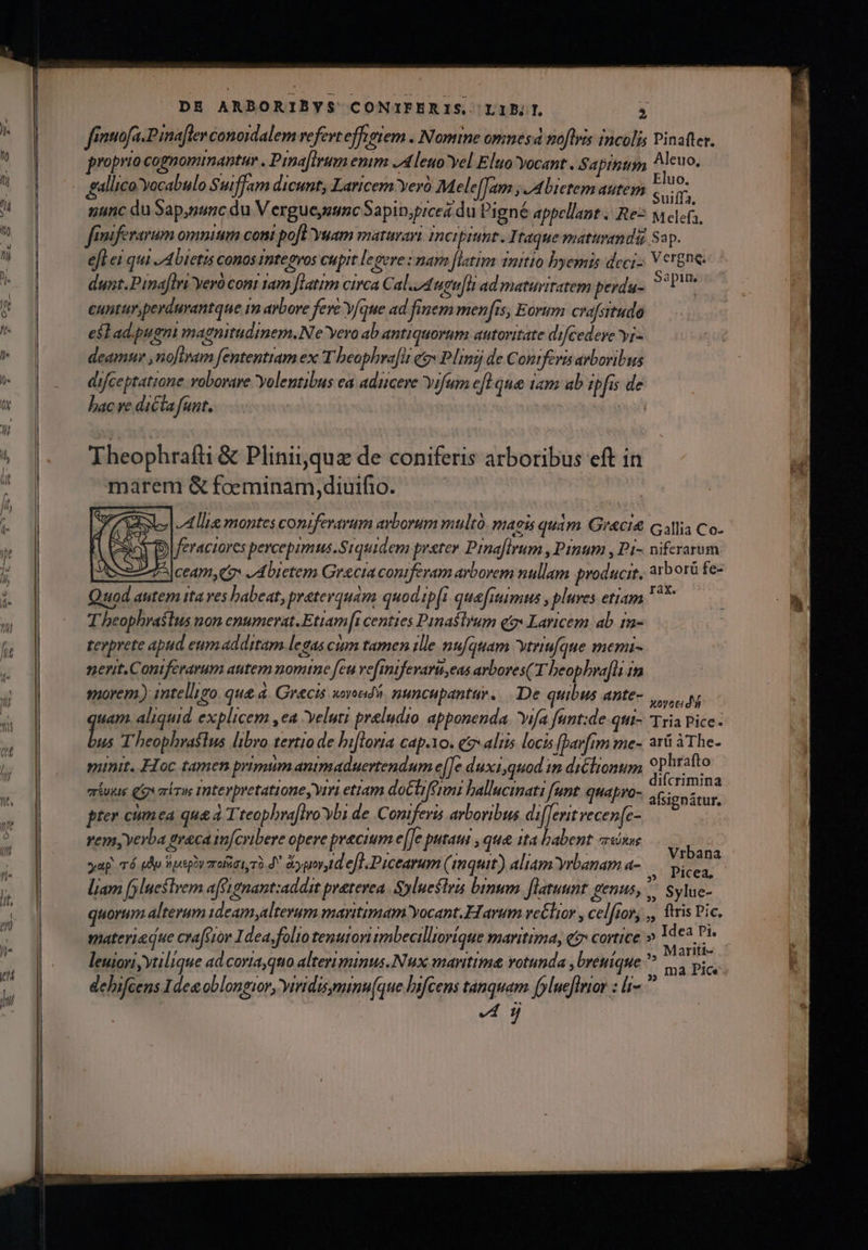 Ó LE— — A (— L— —— DE ARBORIBYS CONIFERIS. LIP; ; frnmofa.Pinafler conordalem vefevt effigiem . Nomine omnesd noftris incolis Pinafter. proprio cognominantur , Prma[lrum enim JA leuo' yel Eluo yocant. Saptntm a euo, gallico Yocabulo Suiffam dicunt, Laricem yeró Mel e[Tam y] bietem autem im nunc du Sap,nunc du V ergueyeumc Sapip;picea du DPigné appellant | Re3 M elefs, fiifevarum omnium con pofl Yuam matarari merit. Itaque matunimdi Sop. efl ei qui .A Dietis conos Integros cupit legere : nam [latim 1uitio byemis dcci- bos gne dunt.Pina[ini Yeró cont 1am [latim circa Cal./4ugu[hi ad matuviratem perda- ae cuntur,perduvantque im arbore fere Y/que ad finem menfis, Eorum crafsitudo es ad.ipugni magnitudinem.N'e vero ab antiquorum autoritate difeedeye yj deamuv ,no[inam fententiam ex T beaphra[it eo» Plinsj de Contferis arboribus difceptatione vobovare volentibus ea adicere Yifum eft que tam ub ipfis de bac ve dicta funt. Theophrafti &amp; Plininquz de coniferis arboribus eft in marem &amp; foeminam, diuifio. c»| Ale montes comiferarum arborum mult. maoss quàm Greci callia Co. I feracrares percepimus.Siquidem prster Pina[flirum , Pinum , Pi- niferarum | ^ |ceam, qo d bietem Gracia coniferam arborem nullam producit, 3b oró fe- Quod autem ttaves babeat, preterquam quodip[i que[ums y plures etiam M | B Theophrastus non enumerat.Etiam [i centies Panasltum q9» Laricem ab 1n- terprete apud eumadditam legas cm tamen ille nufquam vtriufque memi- nert.Coniferarum antem nomme feu vefmnifevaru,eas arbores(-T hbeophra[li in sporem) intelligo. que d. Grecis xovoed, nuncupantur. De quibus ante- og uam. aliquid. explicem ,ea veluti preludio apponenda. vifa fant:de qti Tria Pice- ey Theophrastus libro tertio de bi[lorta cap.10. e aliis locis [barfrm me- arü à The. punit. Floc tamen primum antmaduertendum e[[e duxi,quod 1m diélionum ros rafto eriuxie iv arbre Inteypretationey viri etiam doctiféran ballueiati funt. quapro- n lins pter cmea qua à Tteophra[lro bi de. Comiferis avbovibus di[[erit vecen[c- remy yerba greca t[cyibere opere precium e[fe putaui , qu&amp; tta babent «sn Qt yap. TÉ eA Wpsplymroiat T0 d* &amp;ypovy d efl. Picearum (mquit) aliam yrbanam a- : RE liam fluestyem af'ignant:addit preterea | Sylueflrs binum. flatuunt genus, Sylue- quorum alterum 1deam,altevum maritimam Yocant.Harum ve£lior , celftor, ,, ftris Pic, materiedue crafuov I dea,foltotenutori tmbecilliorique maritima, e cortice»  Ip leuiori,ytilique ad corta,quo alteviminus.Nuux maritime votunda , brenique ^ pi debifcens Idee oblongior, yrridisymimu(que Difcens tanquam [yluefleior : lt- m