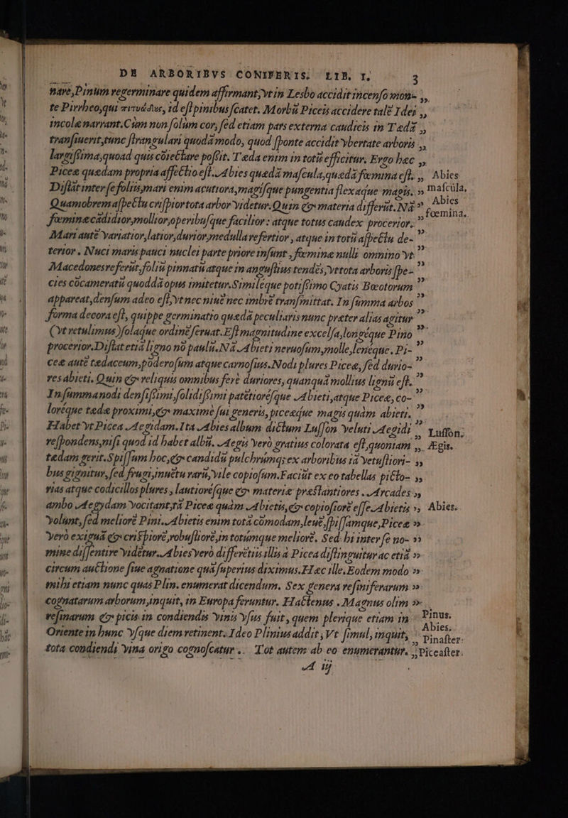 pave,Dinum vegerminare quidem affirmantvt in Lesbo accidit icenfo xon- L : ! : | : VERE | ve[pondens,mfi quad id habet albis. /aepis Yerà gratius colorata efl quonam ,,. gis. ambo degydam Yocitant;t Picee quam .Abietis eg copio[rore e[feAbtetis », Abies. Pinafter:  M  23 ) tota condiendt ima origo cotmo[catur ..— T'ot autem ab eo enumerantur. J. Piceafter: x.