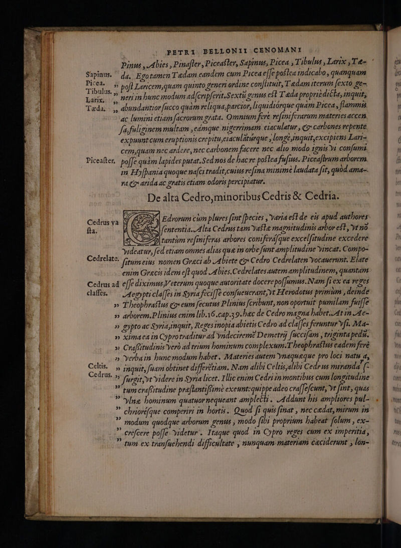 : Pinus ,-Abies , Pinafler , Piceafler, Sapinus, Picea , T ibulus ,Lartx ,T&amp;-. E apinus.  dg, Egotamen T adam eandem cum Picea effe poslea indicabo , qnanquam deri : pofl Lanicem,quam quinto genen ordine con[utuit, T edam Ieri fexto ge- Larix, .,, Jffi 1f bunc modum ad cripferit.Sextu gens e$t T ada propriédicta, inquit, Teda. - ,, bundantior [ucco quàm veliqua;parcior, liquidiórque quam Prcea, flammis ac lumini etiam facrorum grata. Qmnium fere ve[imifevarum materies accen fa, fuliginem multam ,eamque nigerrimam eraculatur , qz» carbones vepente expuumt cum eruptionis crepituetaculaturque longe imquit,excipiens Lart- cem,quam nec ardere, nec carbonem facere nec alio modo 1gnis Yt confums Piceafter. poffe qudm lapides putat.Sed.nos de bac re poflea fufitus. Piceaflrum arborem. im Ho[bania quoque na[crtradit cus vefina minime laudata fit, quod. ama-. va (7 arida ac gratis etiam odoris percipiatur. De alta Cedro,minoribus Cedris &amp; Cedria. ^| Edvorum cum plures [mt [pecies , Yaria est de eis apud authoves S 4 fententia..4 Ita Cedrus tam Yasle magnitudinis arbor est, yt no ENSE rantim vefmiferas arbores coniferá[que excelfitudme excedere videatur, fed etiam omnes alias qua im ovbe fant amplitudine vincat. Compo- Cedrelate. fitum eius nomen Greci ab ,Abiete eo» Cedro Cedrelaten Yocauertint. Elate enim Greci idem eft quod bres. Cedrelates autem amplitudimem, quantam Cedrus ad e[fe diximus, Veterum quoque autoritate docere po[Jumus. Nam f ex ea reges caffe /4egypticla[Jes in gyria feci[Je confaeuerant vt FI erodotus primum ,deinde » T heophbraflus qz» eum fecutus Plinius fcribunt, non oportuit: pumilam fuiffe » arborem.P linius enim lib.x6.cap.s 9. bac de Cedvo magna babet./At in /4e- » gyptodc Syriayinquit, Reges mopta abietis Cedro ad claffes feruntur vfi. Ma- » xima ea im Cyprotraditur ad yndecireme Demetr] fuccifam , tnigmta peda. » Crafeitudmis veró ad trium bomimum com plexum.T beophrasius eadem feré - o» Yyerbain bunc modum babet. Materies aatem ynaqueque pro loc: ati a, npa? » inquit, [uam obtinet diffevetiam. Nam alibi Celtisalibi Cedr us miranda (^ ^^ fürgit yt Yidere in Syria licet. Illic enim Cedri in montibus cum longitudine tum crafeitudine pre[lantifeume exeunt:quippe adeo cva[[efcunt, Yr [amt quas ? 'ylne bominum quatuornequeant amplecti. Addant bis ampliores pul- - chworéfque comperivi im bortis. Quod fi quis finat , nec cedat, mirum 1n  modum quodque arborum genus ; modo fibi proprium babeat: folum , ex- 7 erefceve po[Je videtur. Itaque quod. 1m Cypro vezes cum ex tmperitia , ? fum ex tranfuebendi difficultate , nunquam materiam ceciderunt y lon- Cedrus va fta.