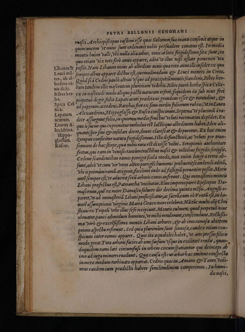 nafci Avchrepifcopus eafdem eJe quas Salomon fuia manti confeuit atque Im quincuncem yt nunc [unt ordinauit nobis pev[uadere conatus efl. In media montis buius valle vbi nulla alia arbor, emicatloco frigidiféimo fits funt 1m uo etiam yix toto fere anno apparet, adeoyt illuc nift eflate peruentri yix Libanus&amp; poftrt.Nam Libanns mons ab albedine niuis qua toto anno1lh imfidet ex quo Leuci ra femper albus apparet dictus cfl quemadmodum eo Leuci montes 1n Creta, Bra ^. Quod fra Cedris pan ló altius Yfque ad pracipitiumontis fcan deris, Ribes ber- uisdi&amp;i, Dam tandemillic nafcentem plurimam videbis. Ribes porro berba [pica Celtz- Ribesher- c /muajcendi modoaliquo palo naturam refert, fiquidem ea fub nine feve * c perpetuo desit folio Lapatiacuti predia m! grandius e[[et ce rotundis , eo Mtm * ad papprum accedens. Bacchas fert ex fint medzo foliorum rubra, vt in Lauro Lapatum «4 lexandrina, Hip poslo[fo eo Rufco con[picimus.Septena vt plurimi ava- acutum. — dice a[Juvgunt folam quorum medio fruclus veluti vacematim depedet. Ex, eid quo is fucus qui exprimitur turbidus esl la£tisque albedimem habet.1deo ali- Hoo. qManti[per fmi es infolari decet donec clarefcat eg» depuretur. Ex hoc entm gloffum, Sorwpus Ae natura frigidiféimus.1 fla d efanclonit,ac Yeluti per tran- Rufcus .— fennam de bac [lirpe,que nobis vara est di xi[fe Yoliu . Serapiontó autboritate fretus qui eam im Yinofis tantüm tratlibus nafci eo» motibus frigidis fcuipfrt. Cedrus [candentíbus ramos porrigit fcale modo, non enim lonoéaterra ab- fent,adeb yt cum yir ynus alteri porrigts |umeros prebuevit[candendi aditu, ybi is primum vamit atti gevit;facilime inde ad fafligiti peruenire pofsit.Moris aute femper e[D yt aduena fecit arboris conos auferant . Qui monaflerio montis Libani prefe&amp;lus efl Patriarcha Yocitatur.E Ius imperiopavet Epifcopus Da- ama[cenus que ex more Damafco folueve die decíma quinta mefis Auguft o- portet;vt ad monafleritt Libani proficifcaturyac facri eum eo V enti elm bo- 42ore a[[umptionis yevginis Mart Graco more celebret.N tiic multi alij Chri flianiex Tripoli Vrbe illuc fefe vecipi unt. Montis cilmen, quod perpetuo niue obruatur pauci admodum homrnes,vt mibi vetuleruntycon[cendunt.Retlifr- m&amp; yero zzexcelfifftims montis Libam arbores , cox ab imovamo[e abietem primo a[peGlu referunt . Sed quia plurimim fant [inuofe,caudex etiam con- fpicuus inter vamos apparet . Quos ita equabiles habet ,'vt arte pre[Jos filii sodo gevat.T'ota arboris facies ab imo furfum Y/que in exilitate tendit , quan- , doquidem ram: late circumfuft an orbem circum [patiantur qui deinceps ab imo ad iuga minores euadunt. Que caufa efl cur arborbac eminus con[peCta io mete modum turbinata appareat. Cedros quas in ,dmano (9 Tauro^yidi- vus eandem cum. predictis habere fimilitudmem comperimus . In bumi- dis nafci,