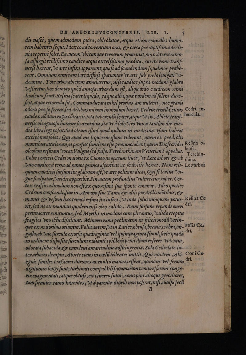 dis nafci , quemadmodum picea ,oble&latur atque etiam contalles bumo- rem habentes fequi. 1dcivco ad torrentium ovas, qz» circa prevupti[stma decli- tia reperiri folet.Ea autem Ybicunque terrarum proueniat mox d terra vamo- fa a[Jmvgit veéli [simo caudice atque excel[ifsimo pradita , cui ita vami tran[- yerft barent, vt arte infixtappareant,qua[i ad feandendum fqualmos prabe- vent . Omnium vanam late diffufí [batantur vt avte fub pveloleusati Yi- deantur . Tota arbor abietem emularetur ,niftcaudice fupra modum labro JYyofliveturyboc dempto quód annofa arbor dum efl , aliquando caudicem vimis hiulcum ferat. Re[ina cater liquida, edque alba,que tandem ad folem dure- feit,atque vezorrida fit Commanducata niil pror[us amarulenti , nec grauis odoris pr& (e ferensyed détibus mirum im modum bavet. Cedvustenella,cuius Cedri. t&- caudex nodum ragas cütraxir tota tuberculis fcatet,atque Yt in /A biete tran[- bexchlas serfis oleagimofo humore [catentibus ita yt 4 folo viro Ynica tantum die me- dia libralegi pofsit.Sed oleum ifind quod nullum im medicina vfum babeat excipi non folet.: Qui apud me liquorem i[lum viderunt , quem ex predictis — montibus attuleram eit prorfus fimilem e[[e pronunciabant,quem Diofcorides Refina o- oleofam vefmam Yocat.Vulgus fed falfo-T'erebinthinamV enetiana appellat. um 2 Color corticis Cedyi maioris ex Ctaneo im opacum liuet ,'Yt Loto arbori e ab quina, Yno caudice à terraad vamos primos a[peritate ac f[cabritie horrez : Nam veli- Lovarbor quum catidicis fuvfuma ita glabrum efl vt arte politum dicas, Q ui fi leuius Yn- ue fcalpatur Viridis apparebit.$1n autem profundius vulneretur, ruüber.Cor- tex cra[[us admodum non efl;ex quovefina (ua [honte emanat. Ideo quoties Cedrum con[cendi;[iue in 74mano ftue Tauro cg» aliis predictus motibus,eg — | manus cg Ye[lem bac tenaci refima ita infect , vt inde folus numquam potue- Refina Ce vit, fed ne ex manibus quidem nifi oleo calido. Rami furfum vepandr onem m pertinaciter venituntur, fed Myrthi in modum cum plicantur, Valido crepitu fragiles YnoiCln difsiliunt. Minoves rami pe&lmatim in filicismodu yrin- -que ex matoribus oriuntur.Foliaautem, yt in Lari ceyobtu[aybreuta;crebrayan- HN iCe; ' / IO A HII gu[layab vno farculo exor(a quadraginta yel quinquagimta fimul, ferie quada 42 ordimem di[bofita furculum vadtantia piCloris pemcillum veferre videntur, «odorata fubacida, eo cum leut amaritudime ad[irimgentia. Sola Cedrelate 1n- 5 -ter arbores dempta JAbiete conos imcoeli tedentes mittit ,Qui quidem 24bj- Com Ce- -bgnis fimiles cra[stores duriores acmultó matoresef[ent quium yel fenum ^^ -dritorum longi funt, turbinatt compatlil [fquamarum com pre[J«rum conge- Aie Coagmentati , atque obtufi ex cmereo fulul , conis pint alioqui gracrlioves, tamfirmitér- ramo barentes y'yt à parente: ditelli non pofsint; mifi atmlfa feció d. Ij dogm