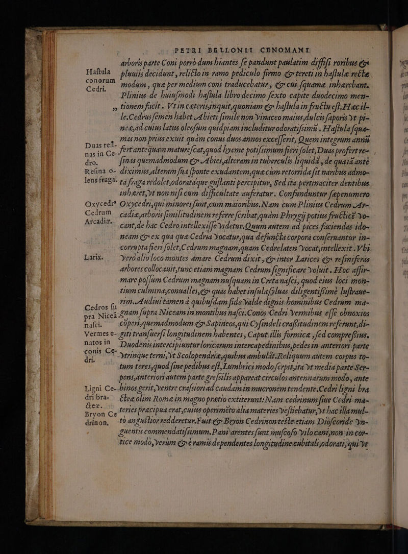 ayboris parte Coni porró dum hiantes [e pandunt paulatim diffifi voribus v Haftda — yIugjjs decidunt, veliclo in ramo pediculo firmo eo tereti im baflule vele conorum Kb Plinius de huiufmodi hafinla libro decimo fexto capite duodecimo meu- » fionem facit. Vtin catevisynquit, quoniam e» baflula in fru£ln efl EL c i- le.Cedrus femen babet ,Abizeti fimile non Yipaceo maius dulci faporis Yt pi- n2&amp;,4d chius latus oleofum quidpiam includitur odovatifsimit . Faflula fqua- í, maman prius exui quam conus duos annos excefJerit, Quem mtegrum annis Ds s ji , Jertantequam maturcfcatquod hyeme potifsimum fien folet, Duas profertves ps finas quemadmodum eo» ,Abiesalteram 1m tuberculis liquida ,de quaa ante. Refina 0- dzximus,alteram faa [bonte exudantemyque cim vetorrida fit naribus admo- lens ff282- t4 ioa vedolet;odoratdqtre gu[tanti percipitur, Sed rta pevtimaciter dentibus imhbret,yt non nifi cum difficultate auferatur. Confanduntur fepenumero Oxycedi? Oxycednqui mixores [ant,cum matoribus.Nam cum Plinius Cedrum JAtv- Atcadiz. s de bac Cedro imtellexi[Je videtur.Quum autem ad pices faciendas ido- neam qgxex qua que Cedria Yocatur,qua defantla corpora con[eruantüur 1n- corrupta fieri folet,Cedrum magnam,quam Cedrelaten yocat,mtellexit bi Larix — Yyeroaliolocomontes amare Cedrum dixit , qg«inter Larices 9» ve[iniferas arboves collocauit,tunc etiam magnam Cedrum faemificare Yoluit .. Hoc afftr- maye po[]um Cedrum magnamnu[quam im Cretanafci, quod eis. loci imon- tium culmina,conaalles,egs quas habet jofulafolnas dihigentiféime luftraue- Meg vim.Audmi tamen d quibufdam fide Yalde dignis bominibus Cedrum ma- ^4 Nice Idtm fupra Niceam im montibus nafct.Conos Cedri yermibus e[fe obnoxios m Vermes e- git tran[nerft longitudinem babentes , Caput allis formica ,fed compre tius. natos! Dyuodenis esteverpiuntur lovicarum imtercapediaibuspedes 12 anteriori parte iw yrinque terit Scolopendrig,quibus ambulat.Reliquum atitem. Corpus to- tum teres,quod [me pedibus eft, Lumbrici modo ferpityita yt medra parte Ser- pens,anteviori autem parte gre[silis appareat circtilos antennarum modo, ante Ligni Ce--b/nos gerit, Yentre cra[stortad caudamtm mucronem tendente.Cedri leni bra dribra- Cfeeolim Romain magmo pratio cxtiterimt:Nam cedrinum fiue Ced(i ma-  EN c, Perles racipua erat cuis openiméto alta materres Ye[üebaturyvt bac ramul- drinon, fOanguflior veddervetuy.Futt $9» Bryon Cedrinontefle etiam Dibfeoride *yn- uentis commendatifsimum. Pani aventes funt wu[cofoyilo camion im cop- tice modoyyerum qae ramis de pendentes longitudinecubitaliodovati qui »t