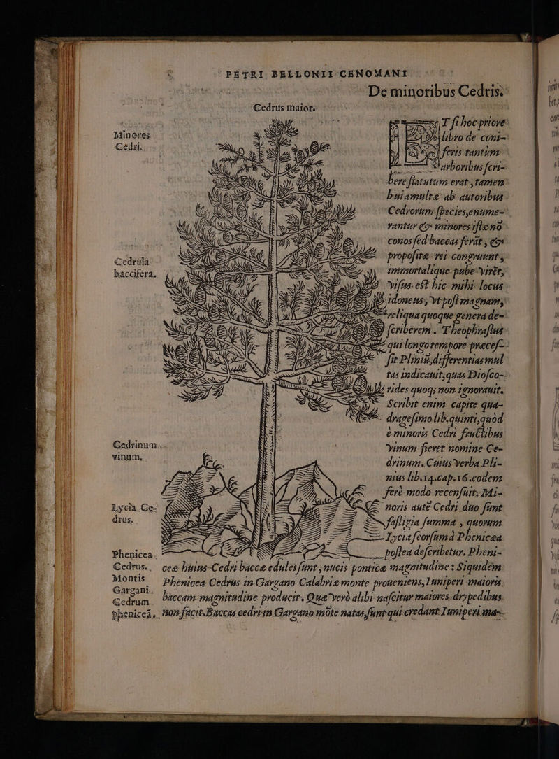 eb. Pes xt T fi bocpriore: pni Ores : ca jo ot de cóni-: Cedii.. SN | c) X feris tantum - m S'apboribus fcri- | bo» Jlatutum erat,tamen buitamulte alb: autoribus - »» Cedrorum [beciesenume-- RENNES INE ? vantttr (9: mmores r1 20 NNNM) ya )N T conos fed baccas ferit , eo cta : CE. ES ij zs eer A propofite T€ congruunt , baccifera. ; dime AO JJ. miumortalique pube ymet, IS SN JA Yilfus est bic: mibi- locus - E SPARE)  MP t |y ES vem quoque penera de-: TA p» 3/53 [cribevem . T'beophraflus - h EN uer, m uSo 77  * 3 7) DS TS te qii longo tempore precef- - mi — P Ll i Ma eJ, í y s * in * . d Ej SQUE fet Plinins, diffeventiasmul - L^ 27 [/ * M - * . M om. t indicautt;quas Diofco-. y S oN h aX z E op«22 UL IE Ey; [/ vides quo cn ae TIBI RR x ben i o. ^ A Ye C Scribit enim. capite qua- 7 à e. TA E  t1 GV dragefimolib.quiti,quod 3 Y y Y * * * 4 : i : eminorá Cedyi fru&amp;libus Gedrinum... Y Yinum fieret nomine Ce- by in 7, j drinum. Cuius Yerba PlL- drus. Phenicea Cedrus.. Montis Gargani., Gedrum . PETRI BELLONII CENOMANI | De minoribus Cedris; Cedrus maior, nius lib.xa.cap.16.codem i : . . o feré modo vecenfuit. Mi1- A NeRUE noris aute Cedri duo fent S — E- Te p-nrc d Mc EOUPADS mv fms -L— Wu PL EB: z— n « a z- LAE SE e E poflea defcribetur. Pbeni- cee buius-Cedri bacce edulesfunt nucis pontica magnitudine : Siquudém Phenicea Cedrus tn Gavsano Calabrie monte proueniens, 1 umiperi matora baccam magnitudine producit. Quayeró alibi nafcitur matoves. dvypedibus —