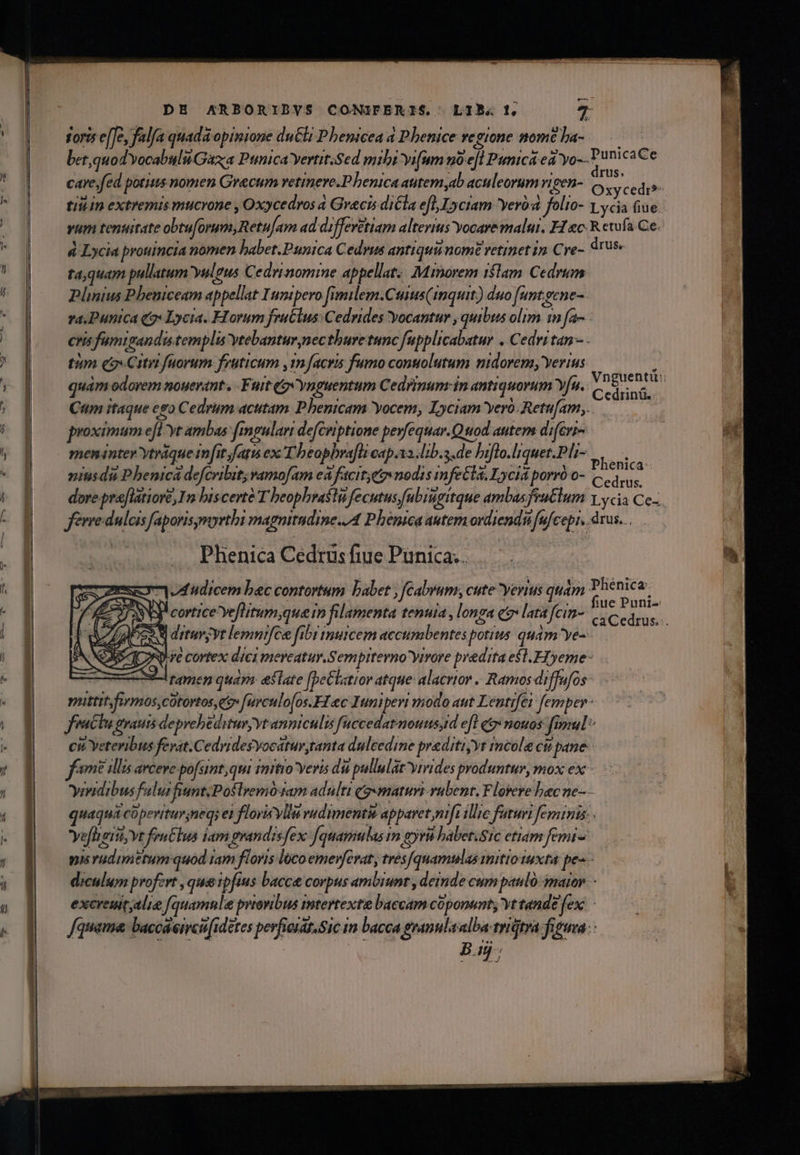 i2 care,fed potius nomen Grecum retineve.P benica autem ab aculeorum vicen- tiii in extremis mucrone , Oxycedros à Grecis diCla efl I»ctam yero folto- à Lycia prouincia nomen babet.Punica Cedrus antiquu nome retinet in. Cre- rus; drus,. e tim qao Citi fuorum früticum 1 facris fumo contolutum nidorem, verius quam odorem nouenant , - Fuit (9 Ynguentum Cedrinum: in antiquorum Yn. proximum efl yt ambas f[mgulan defcriptione peyfequar.Q uod autern diferi- meninter ytráque infit fatu ec Theophraflicap.ta lib. de biflo.liquet.Pl- iusdà Pbenica defcribit; amofam eà facite nodis infecta Lycia porró o- ferre dulais faporisymyrthi magnitudine./4 Phénica autem ovdiendi[ufcopi, Phenica Cedrus fiue Punica... | Cedrinü.. | Phenica Cedrus. .drus... Phenica-. UNE] ; D . Murs, D * . Yefheit, vt feutlus iam geandisfex-[quamulas im gyrit babetiSic etiam femi - Bay