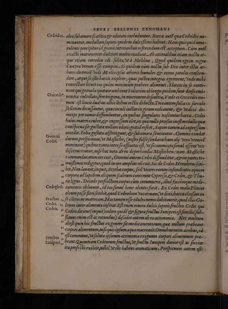 Cedrides. oleo fubamaro (catétia qt odorato includuntur. Bacce aute qua Cedvides no- punantus, medullam faporis quidem dulciféimi babent. Nam quicquid ama- ralenti percipitur 1d granis interioribus referendum e$l. acceptum . Cám aute exacte maturuerint dulciore multo enadunt. Ab animalibus etiam noCln at- que etiam. imterdiu edi. folitajyt à. Melibus , Quod quidem egoin 1grá Corcyra Yerum. e[[e comperi . $i quidem cum. no&amp;lu [ub Dio inter islas ar- bores dovimiré yid M eles tpfas arbores humiles qg» coma patulas con[cen- deve , atque fe ils baccis explere , quas postea mtegras evereventy Ynde mibi conieclare licuit eas quim minimim prebere alimenti . Floccos im fe conti- nent qui granala quatuor ambiunt Foliaeis oblonga quidem funt dorfo emi- nen tia cultellato,feretrigona, in mucronem definétia, V nde ei Oxicedri no- men- e[t mets duabus albicatibus velis didutlaTriaautem folia ex favculo . Jlellatim decu[Jantur, que civculi tnstarin girumvadrantum , qo» yt dixi. de- anceps per ramos diffunduntur , in quibus fingulaves nafcunturbacca., Cedri buius materia vubet eo» cupre[[um olet,im qua nulla proyfus inel medulla que conspicua fitzguflata nullam odoris pratia vefert , Sapore tamen ad cupre[]um Oxicedr?. Gumrtni Ced, — Armmperfpicuum;vt Maflcbe, (noftri falfo fandavacham al Yero vernice nopmant) quibus tanta iter fe affinitas efl yt ficommixta fimul e[fent'vix difcerneventur, nift bac nota abeo deprebendas Maflichen: nam Mafliche commandacatum ore coit , Gummi autem Cedri diffunditur ,€g«1n partes te- » nttiffimas redigiturquod m ore amplius no coit.Sic de Cedyo FIevodotus Jfer- », Uit.Non lasant, mquit, Scythe corpus, fed Yxores eorum 10fundentes aquam , Corpora ad lapidem aliquem [cabrum conterunt Cypre[Jo,et Cedro, co T hu- Cedreleó. camentis oblimunt , 1d eas fimul bene olentes facit . Ex Cedri malis Plinius oleum po[fe fien fcribitquod Cedreleon yocat:nam;yt dixibacceol eofam tm Fructus ,, fe cotient materiam. Fas tamen e[Je edules nemo dubitauerit,quod illas Ga- Cedri. 5, [egys Intep alimenta infevat.E[l enirn veuera dulcis Japori fratius Cedri qui Cedris p pan dicitur(mquir)colore quide qos firura frutlui Iuniperi eft fimilis(fub- ? flauus enim esl ac votundus) difsidet atem ab eo acrimonia. Nec multum 7 abefl quin bic feutlus ex genere fit medicamentorum,que nullum praebeant * corpor alimentumyjnifi quis tpfum aqua macerarit.Omnibus enim acribus, id zd - eji commune, vt foluta ipforum acrimonia exiguum corpori alimentum pre- Luniperi., beant. Quinetiam Cedrorum fruClus, yt fruGtu Tuniperi durior eft ac fieciov Ita profe Gto exalior mbil yt ille habens aromaticum « Pev[bicuum. autem efl: